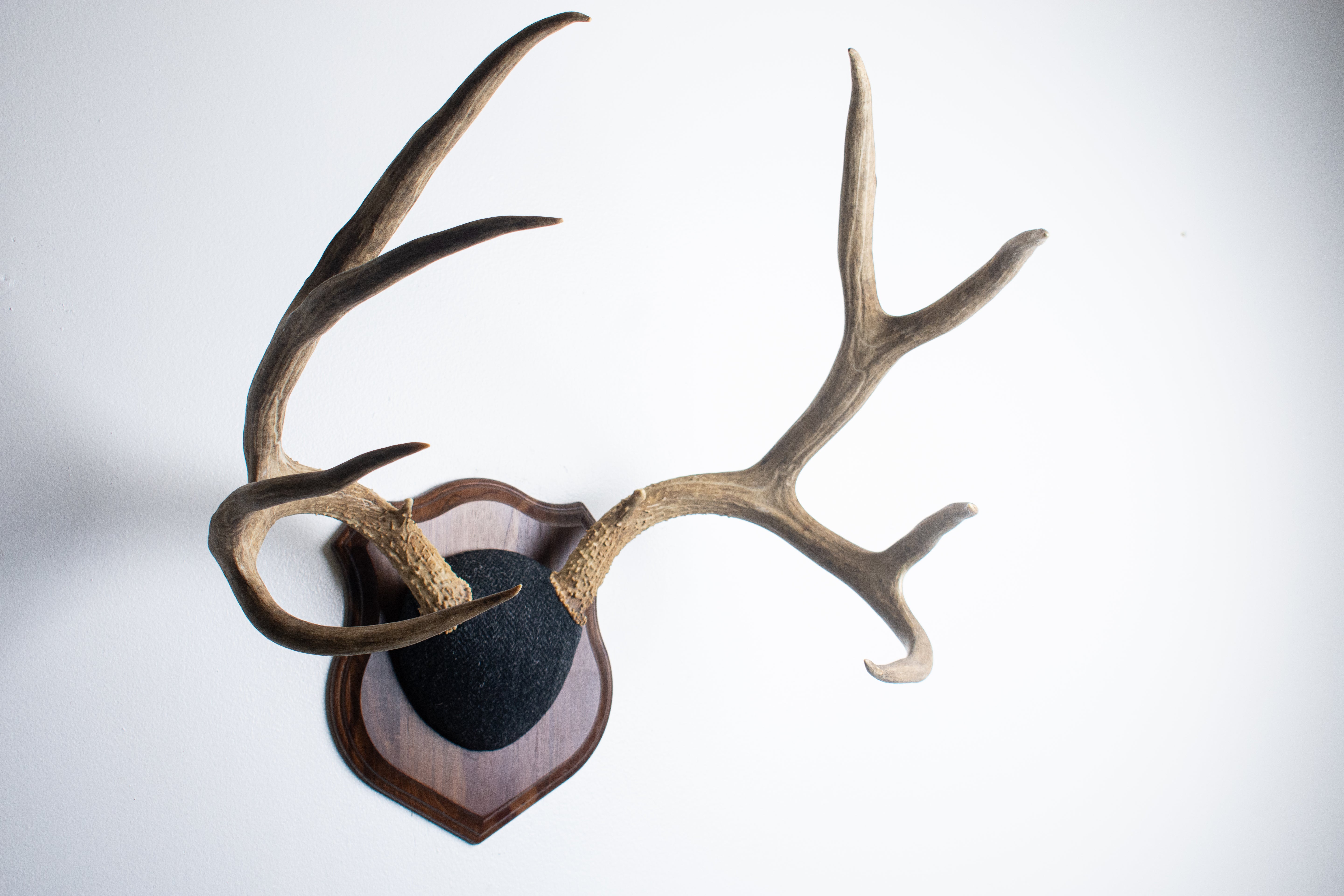 Mule Deer Antler Mount | Black and Charcoal Herringbone | 42