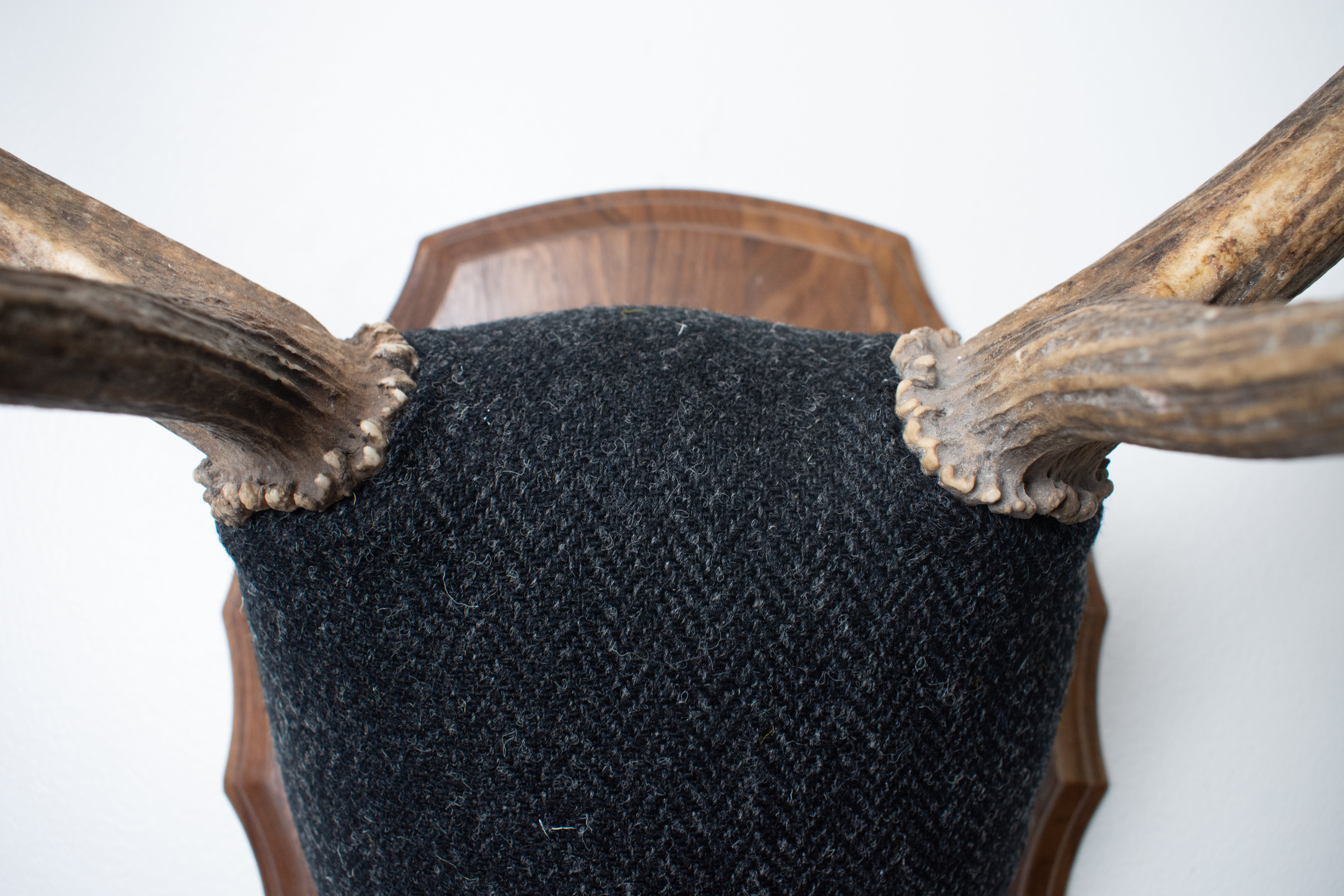 Elk Antler Mount | Black and Charcoal Herringbone | 43