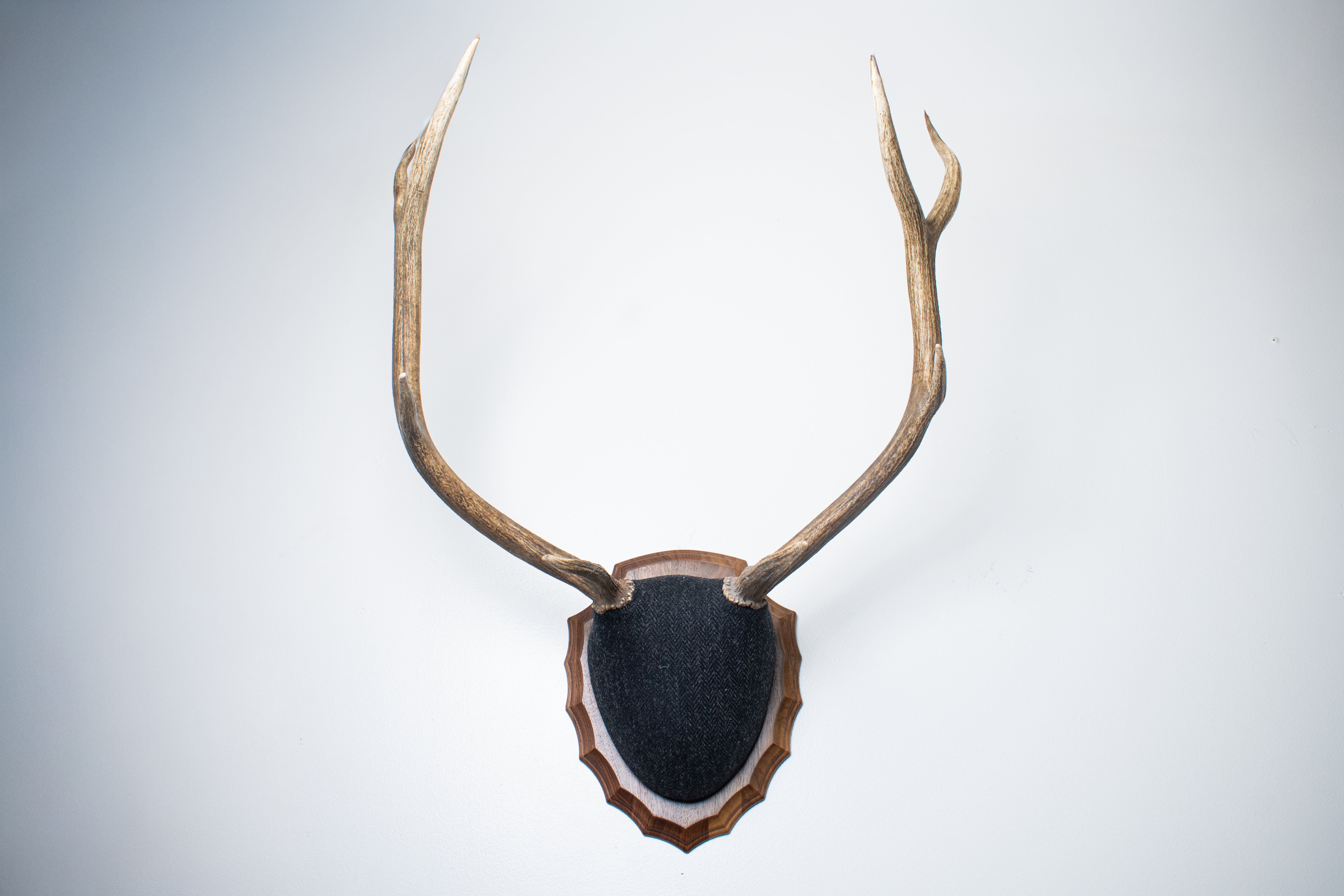 Elk Antler Mount | Black and Charcoal Herringbone | 43