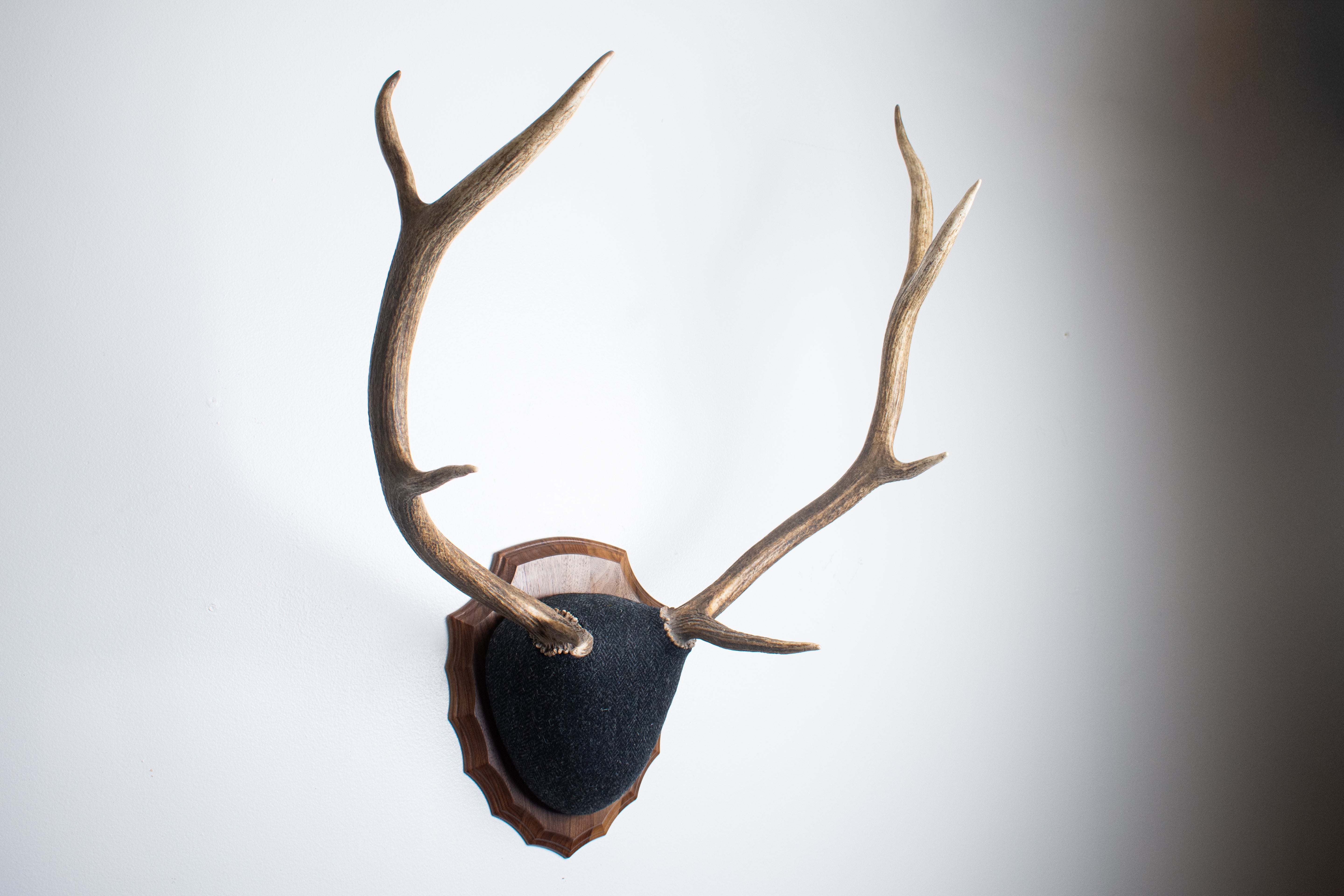 Elk Antler Mount | Black and Charcoal Herringbone | 43