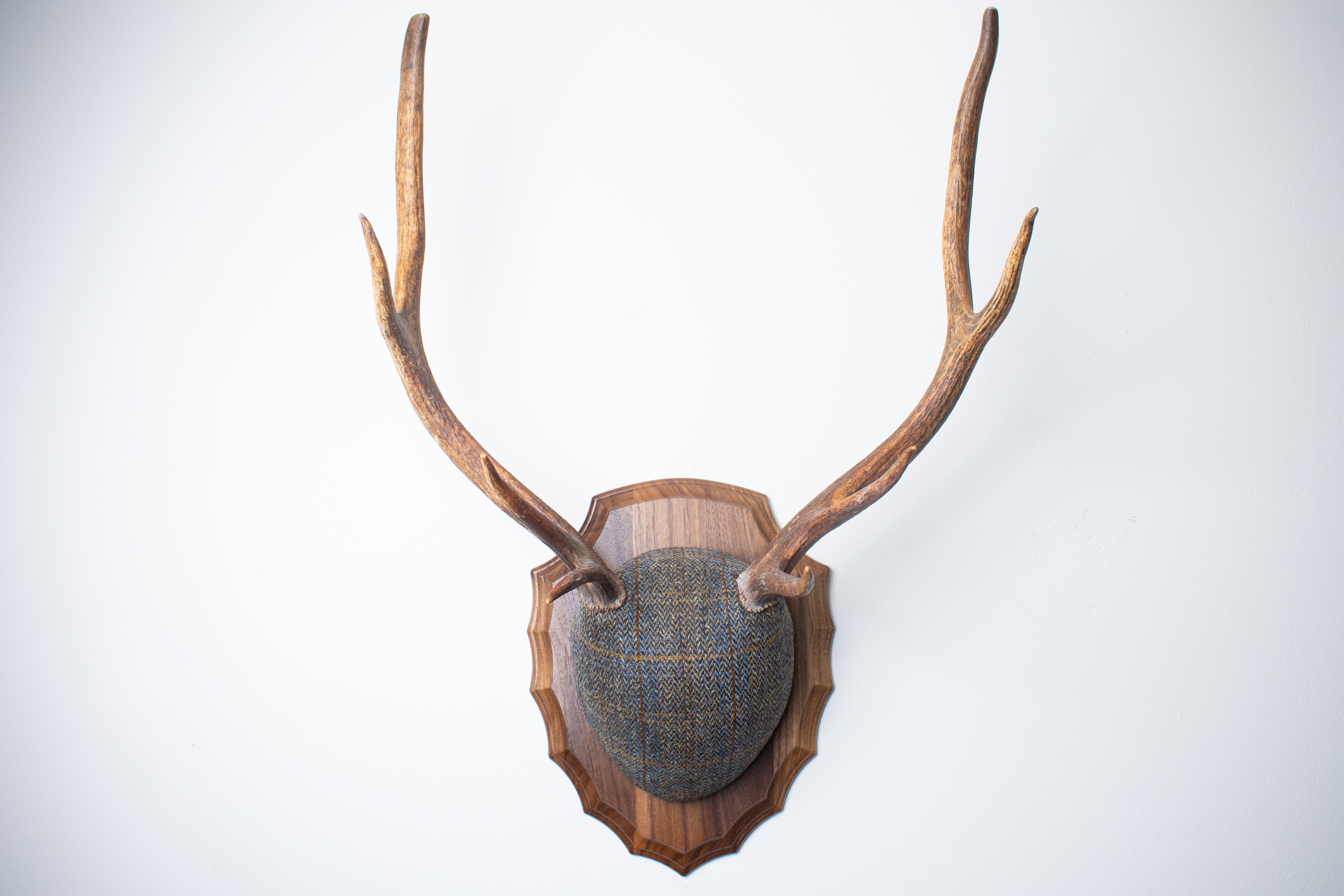 Elk Antler Mount | Green and Blue Herringbone with Rust Overcheck | 44