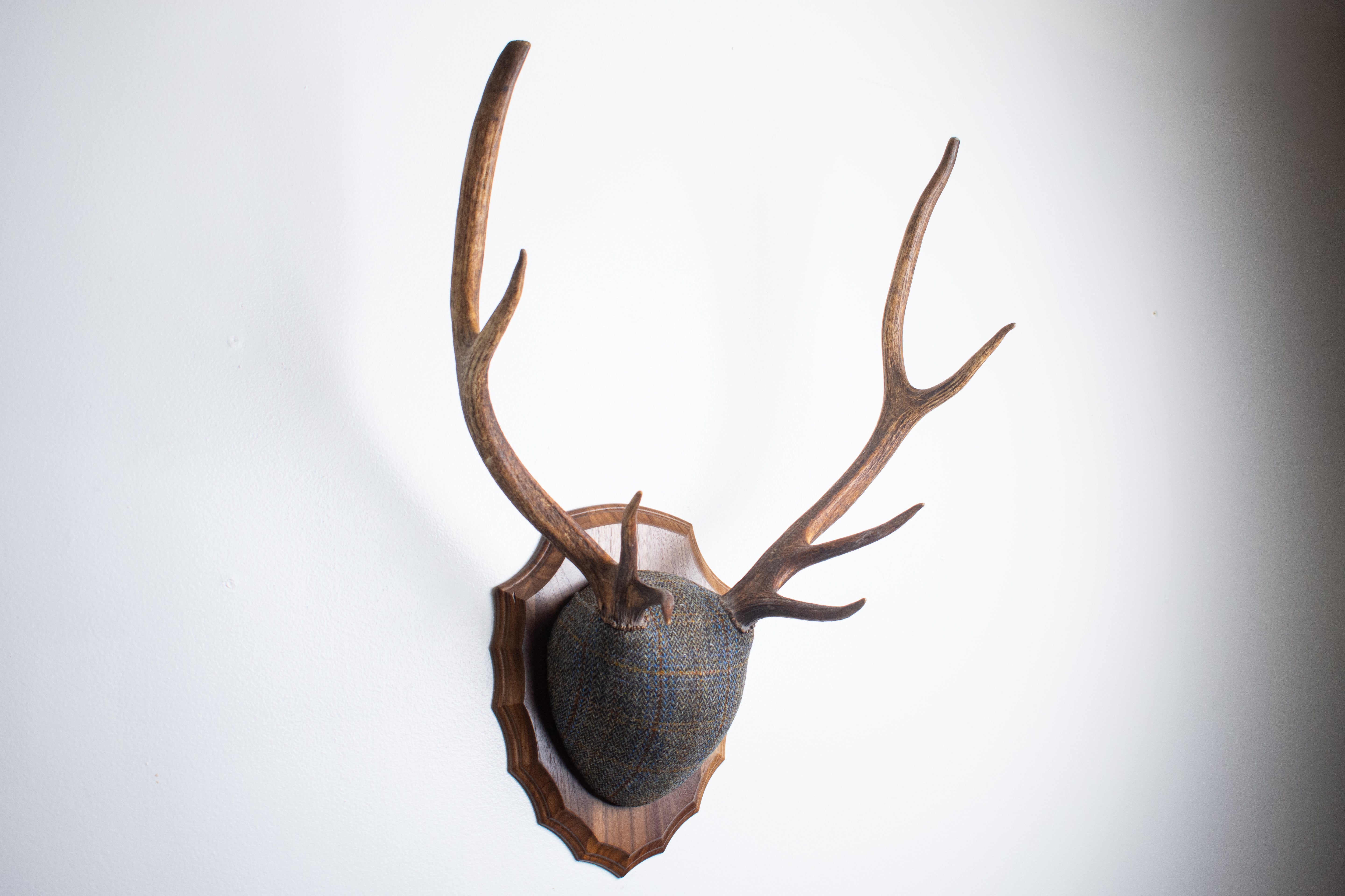 Elk Antler Mount | Green and Blue Herringbone with Rust Overcheck | 44