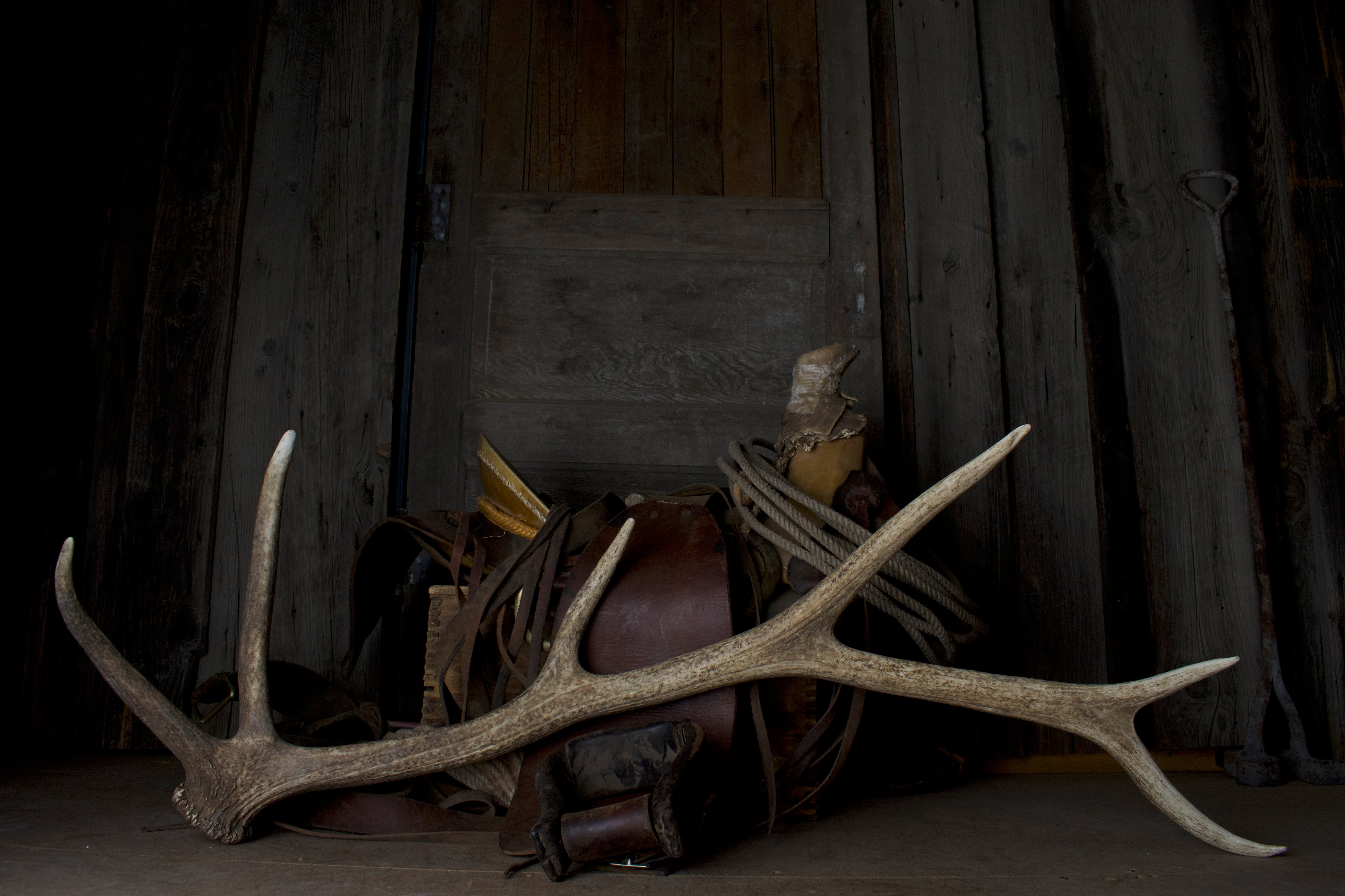 Elk Antler | 29