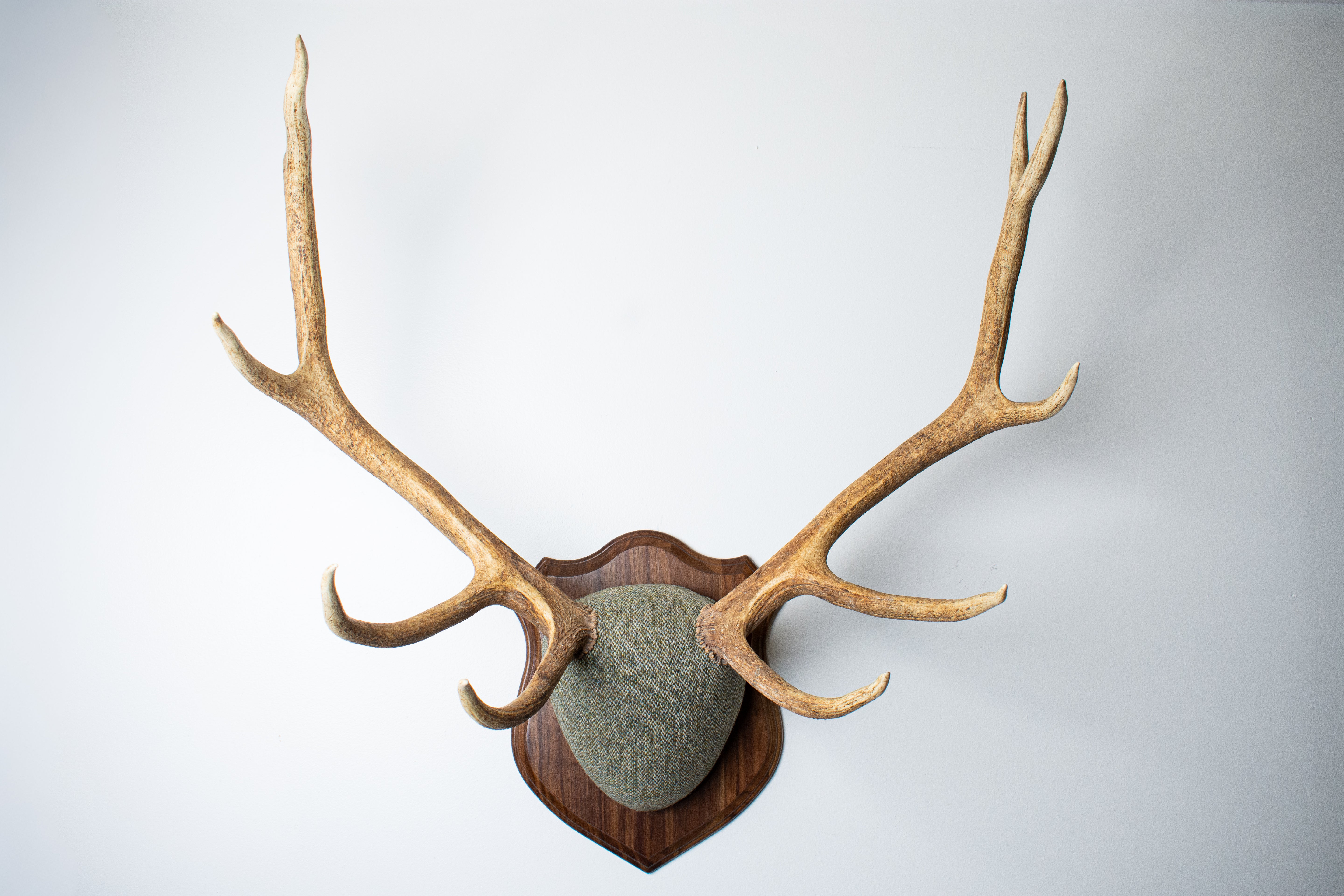 Elk Antler Mount | Green & Beige Barleycorn | 46