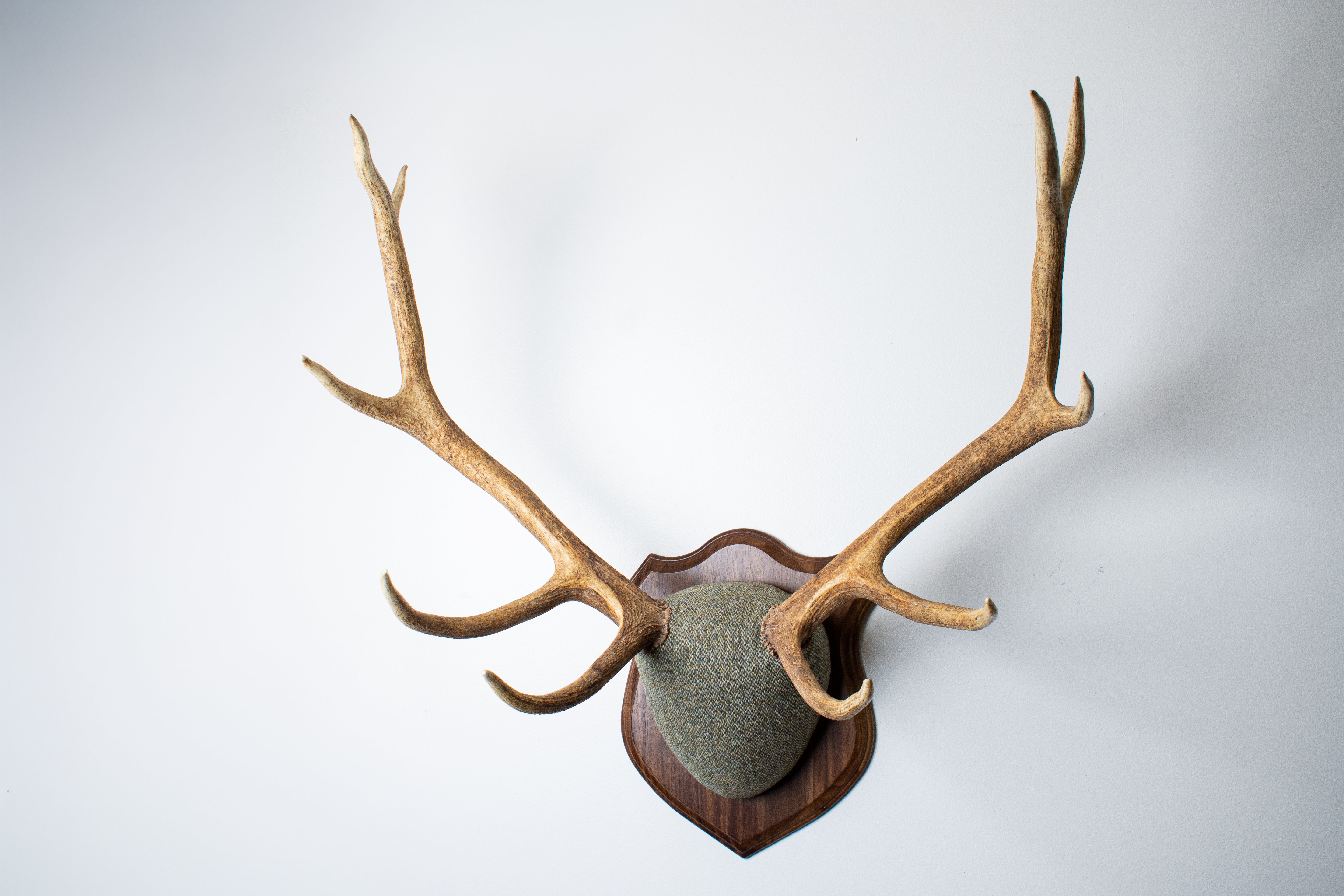Elk Antler Mount | Green & Beige Barleycorn | 46