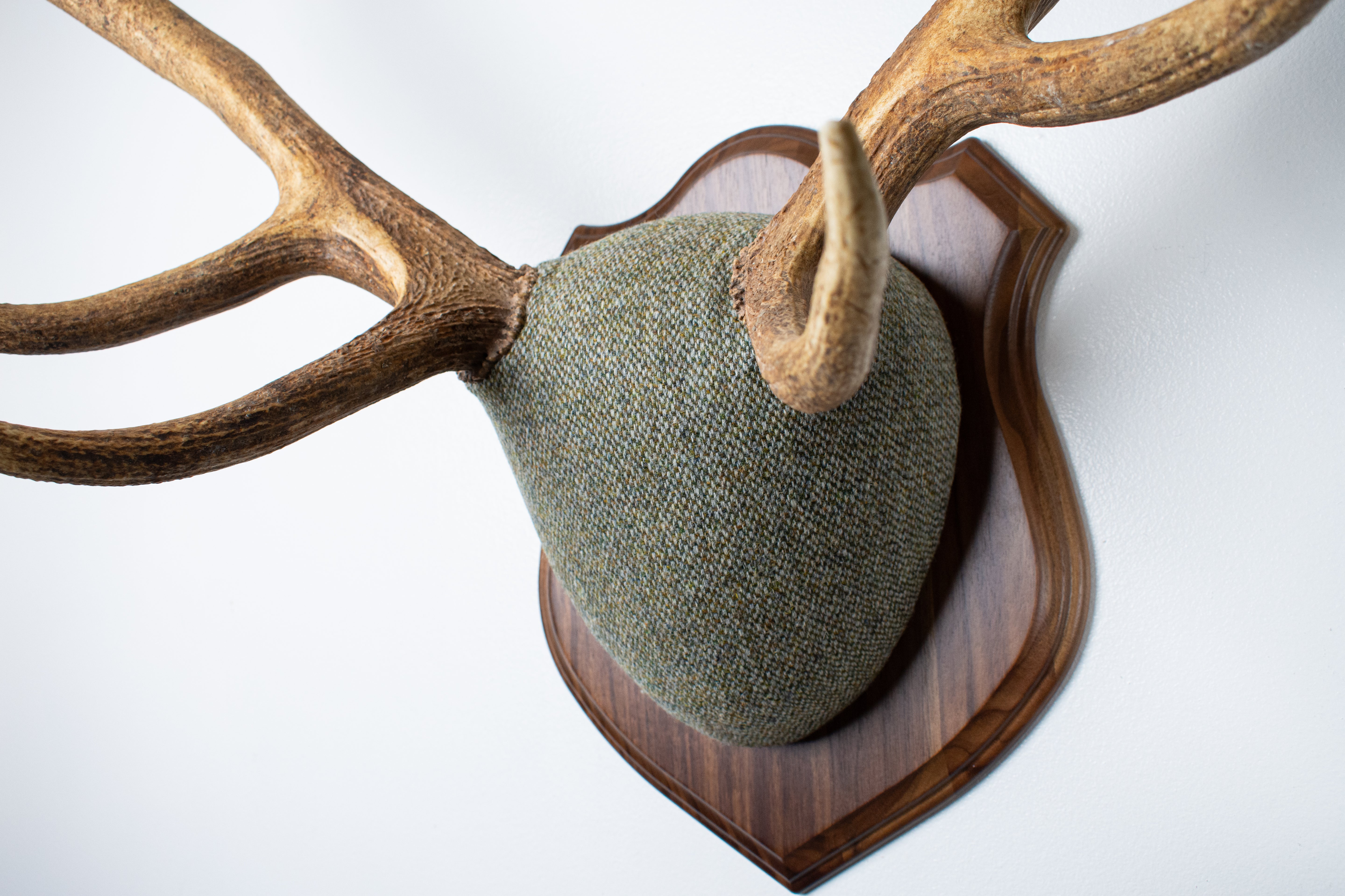 Elk Antler Mount | Green & Beige Barleycorn | 46