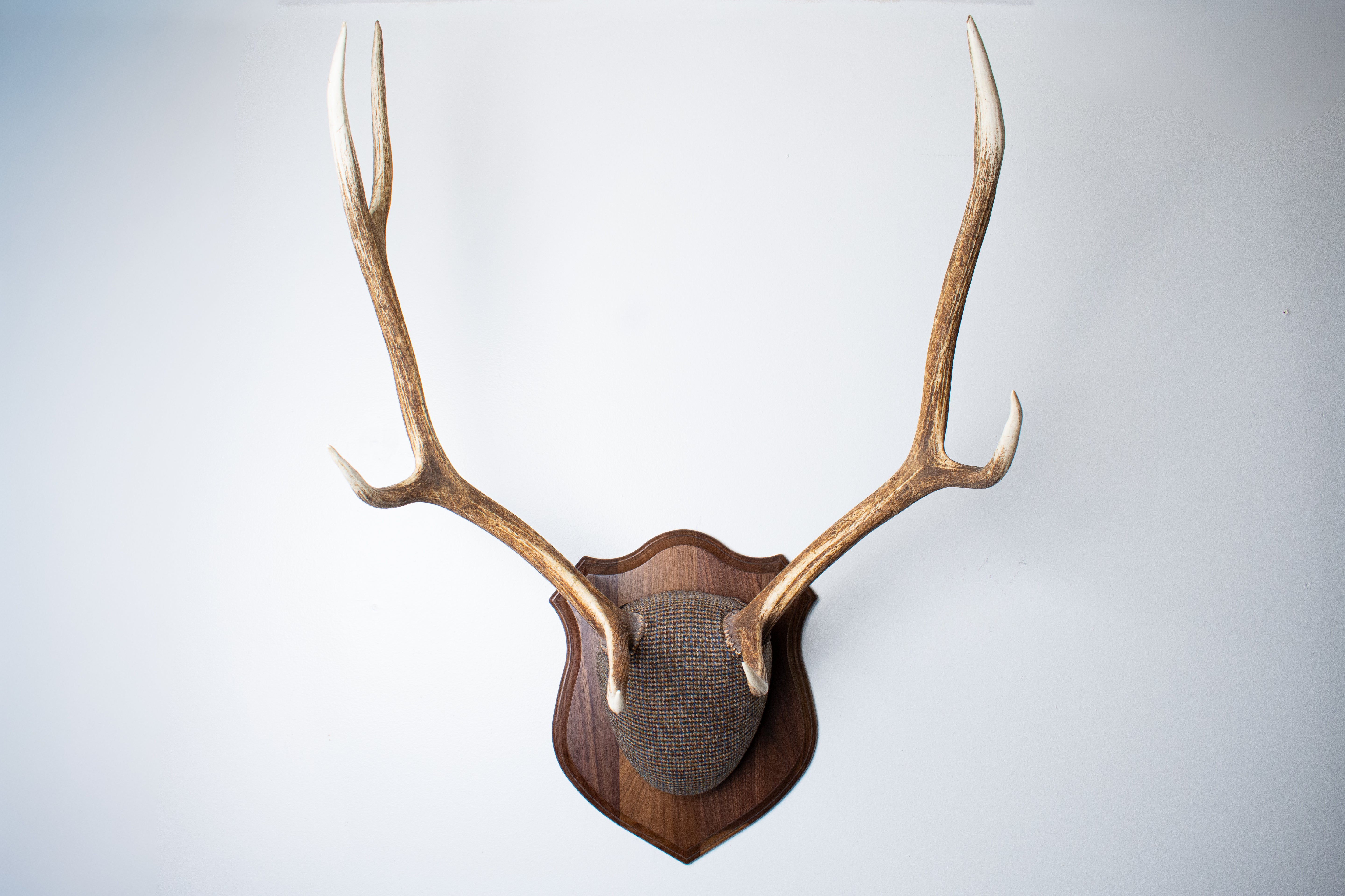 Elk Antler Mount | Multi-colored | 45
