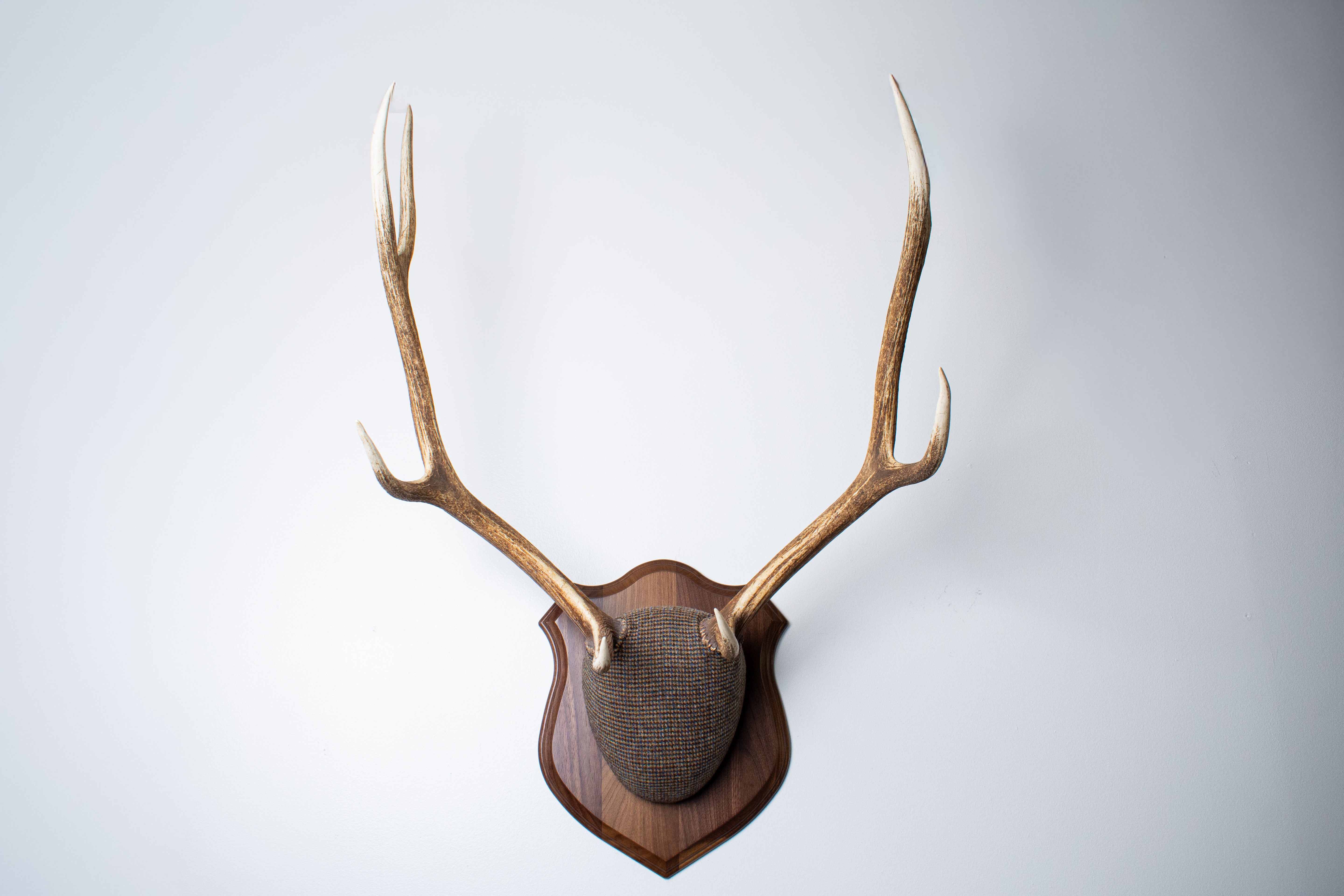 Elk Antler Mount | Multi-colored | 45