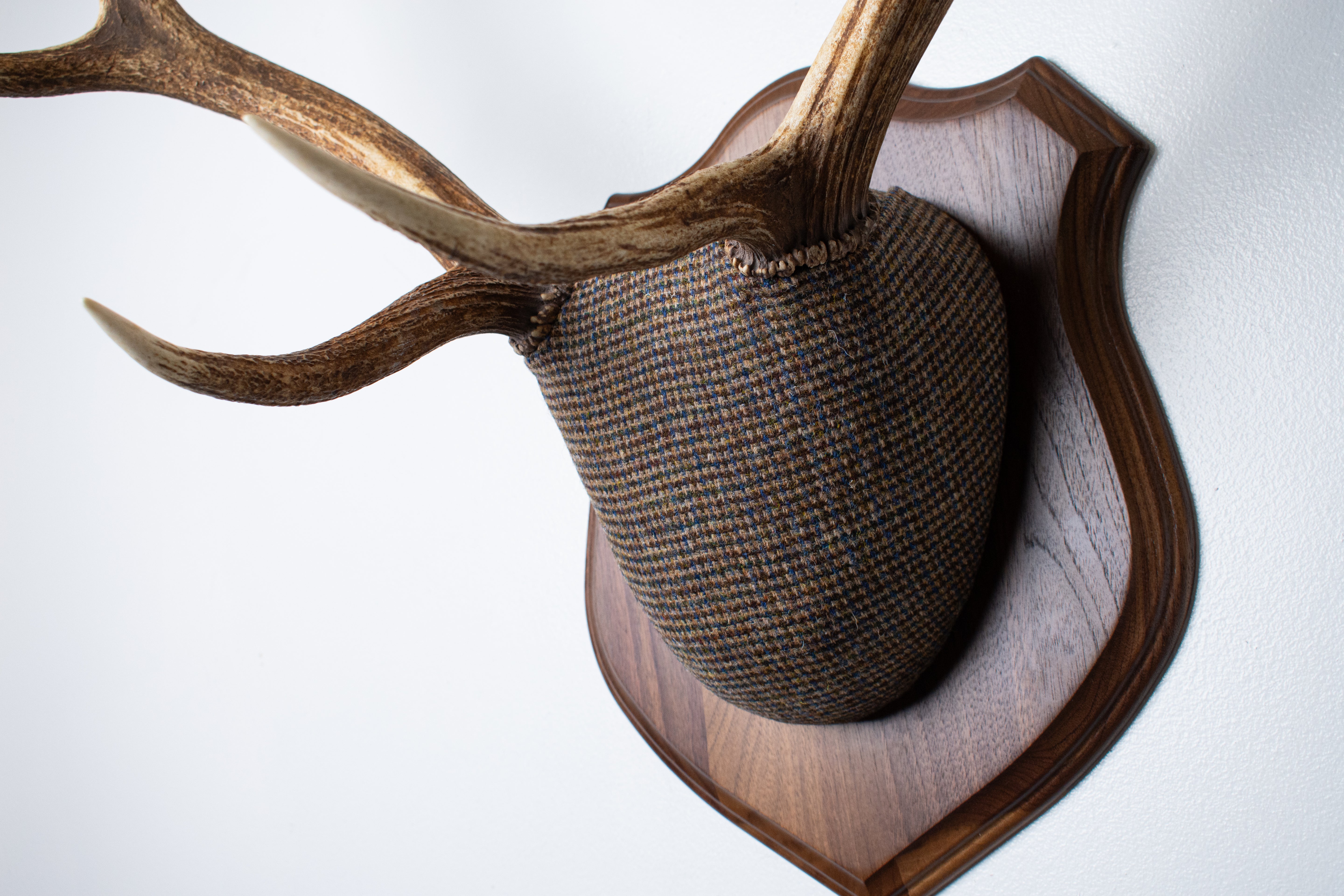 Elk Antler Mount | Multi-colored | 45