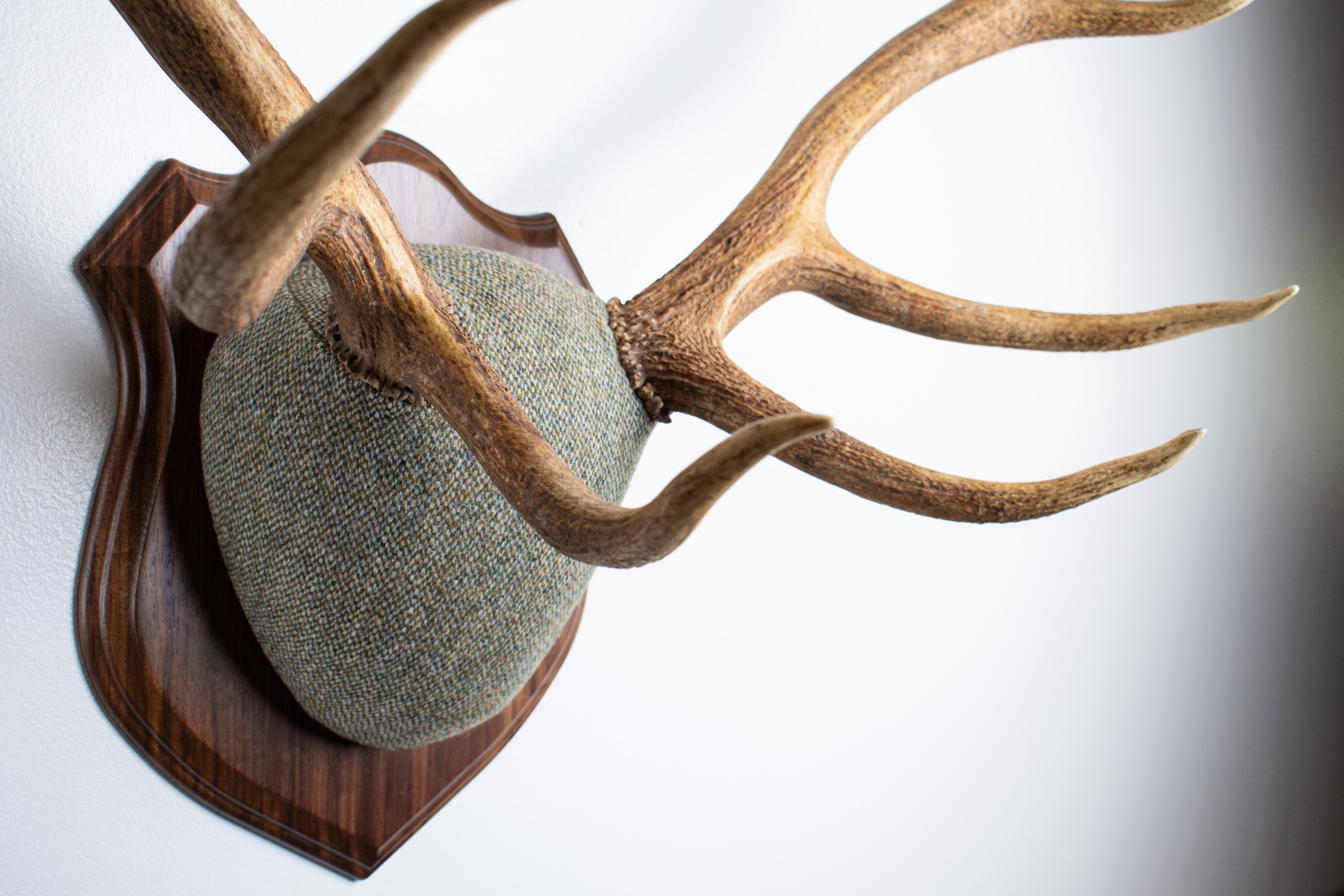 Elk Antler Mount | Green & Beige Barleycorn | 46
