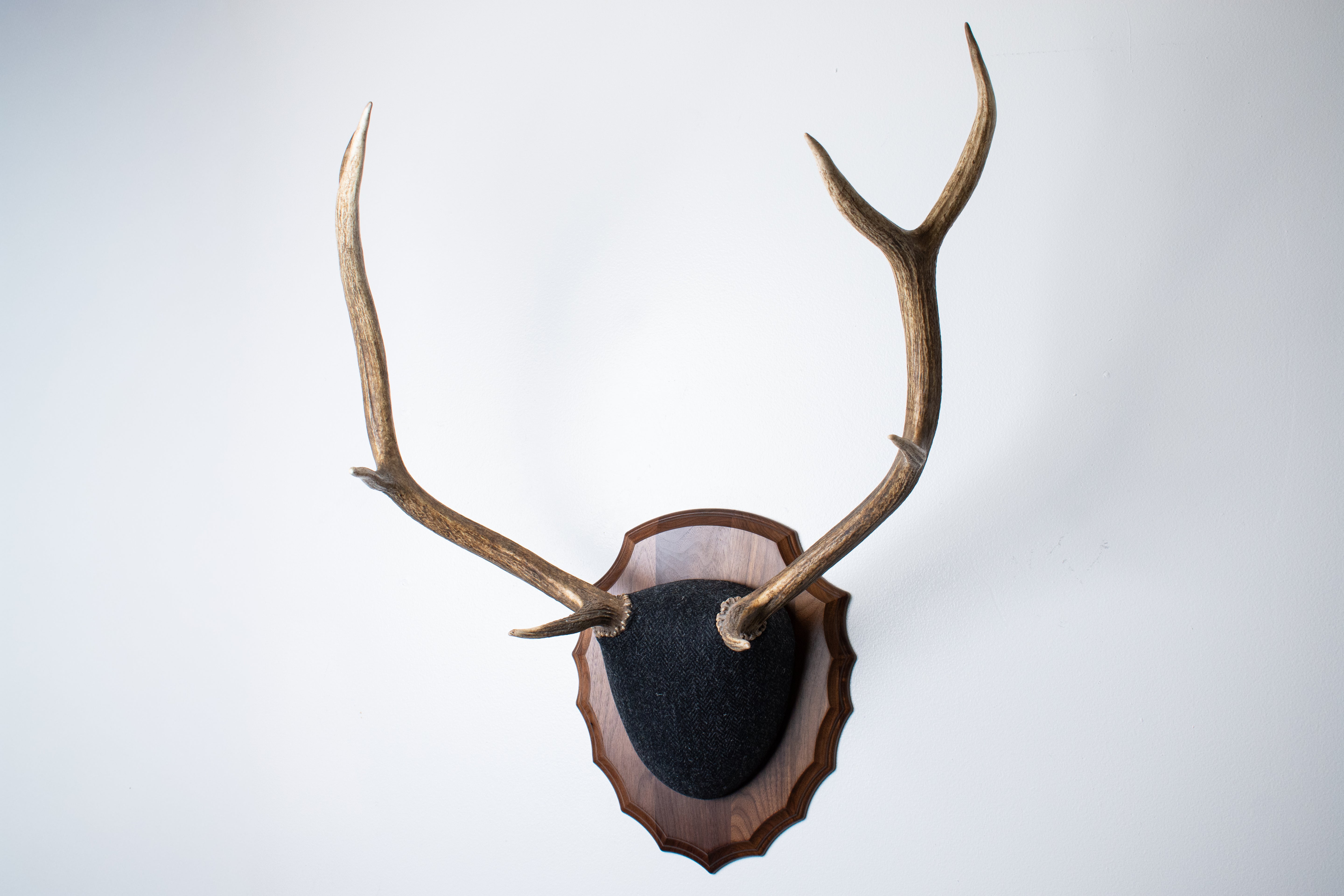 Elk Antler Mount | Black and Charcoal Herringbone | 43