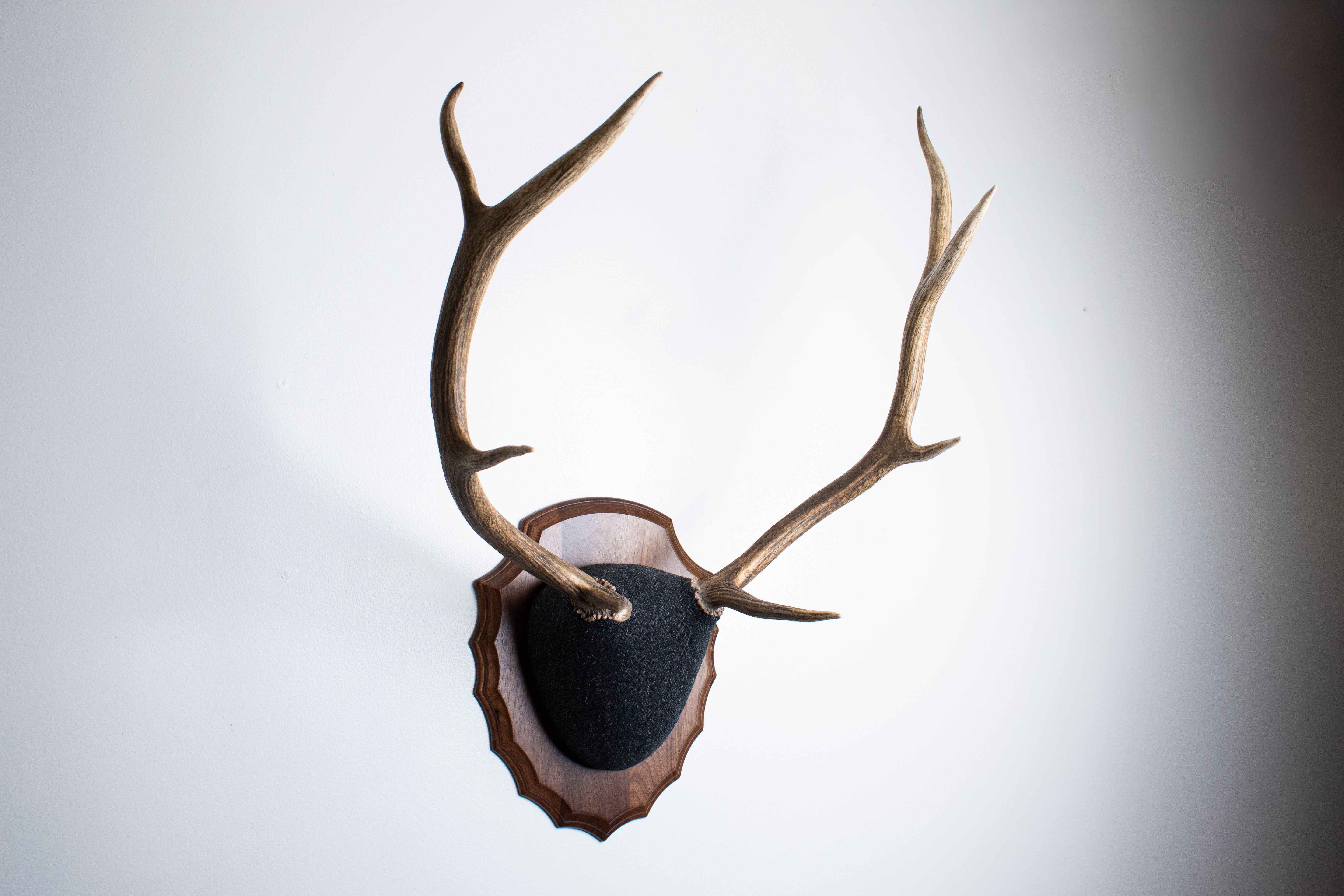 Elk Antler Mount | Black and Charcoal Herringbone | 43