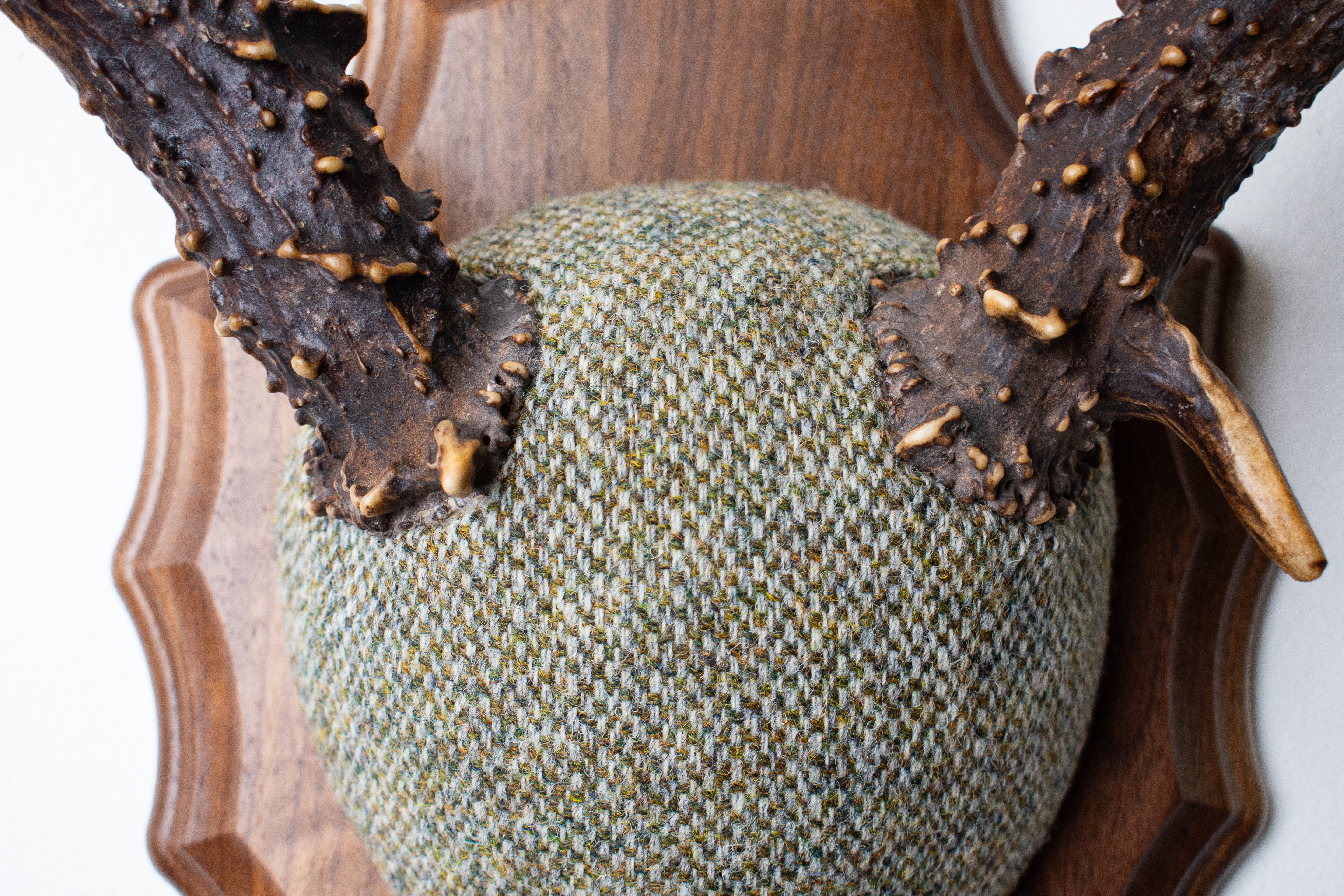 Blacktail Deer Antler Mount | Green & Beige Barleycorn | 47