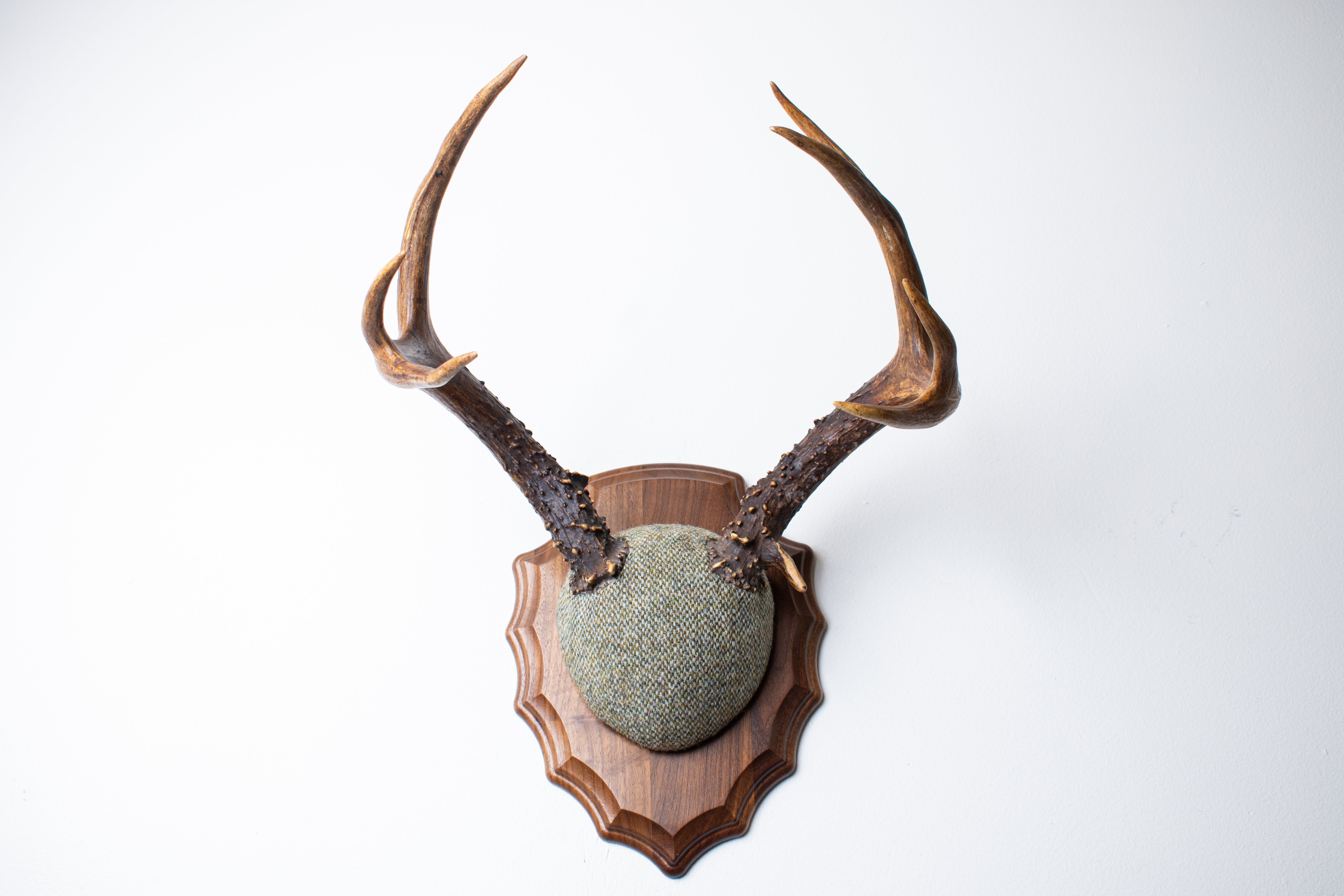 Blacktail Deer Antler Mount | Green & Beige Barleycorn | 47