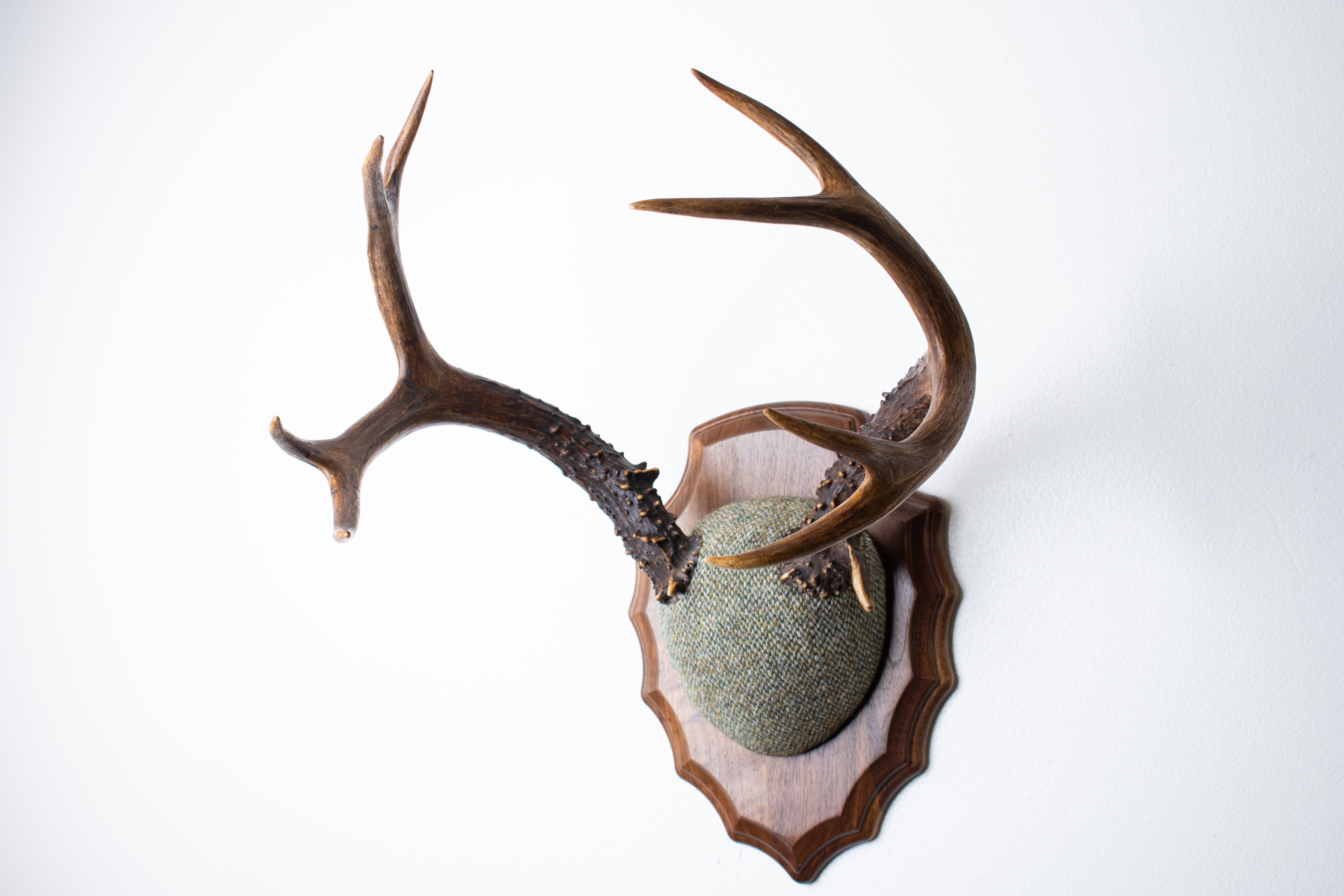 Blacktail Deer Antler Mount | Green & Beige Barleycorn | 47