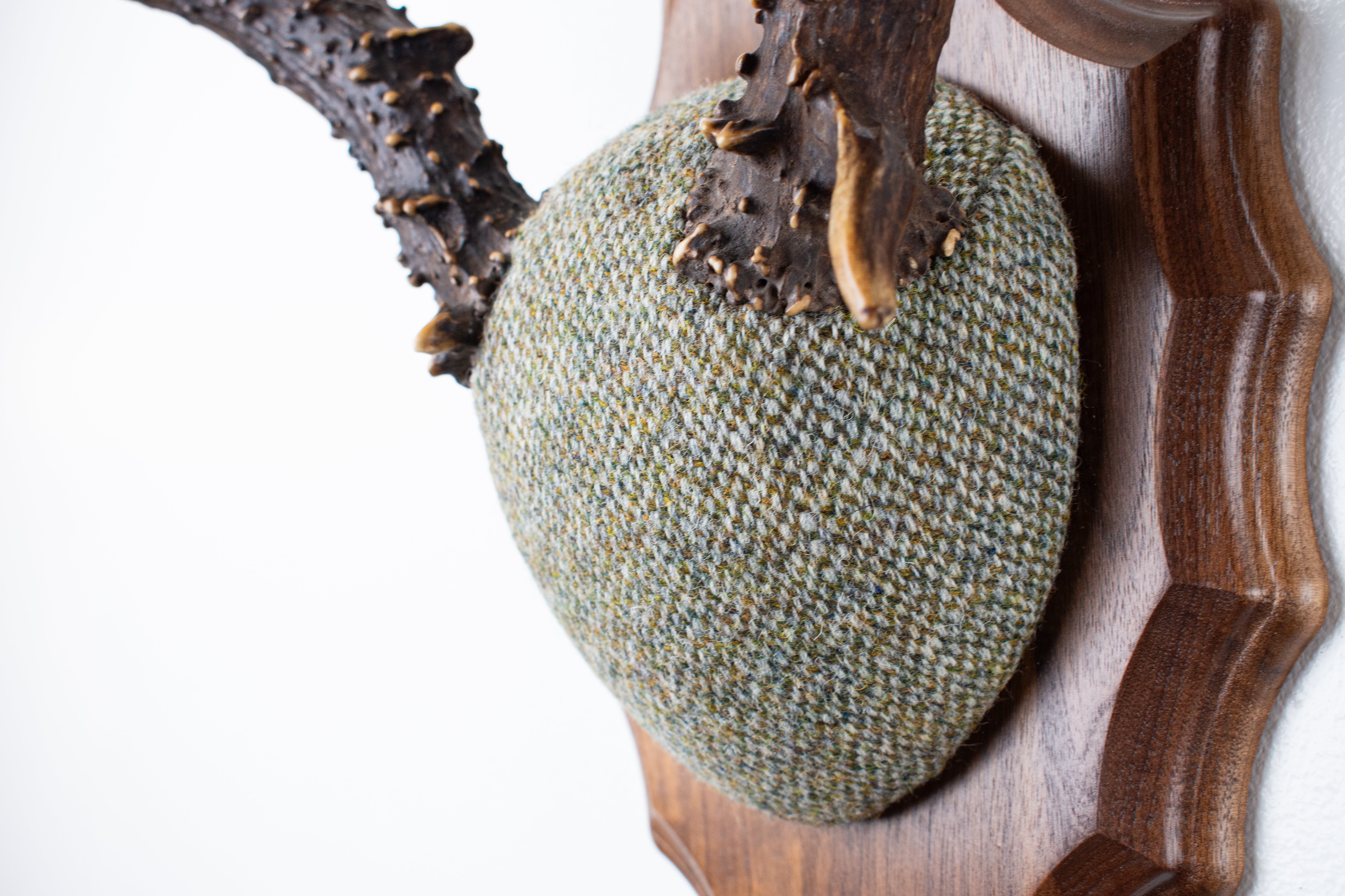 Blacktail Deer Antler Mount | Green & Beige Barleycorn | 47
