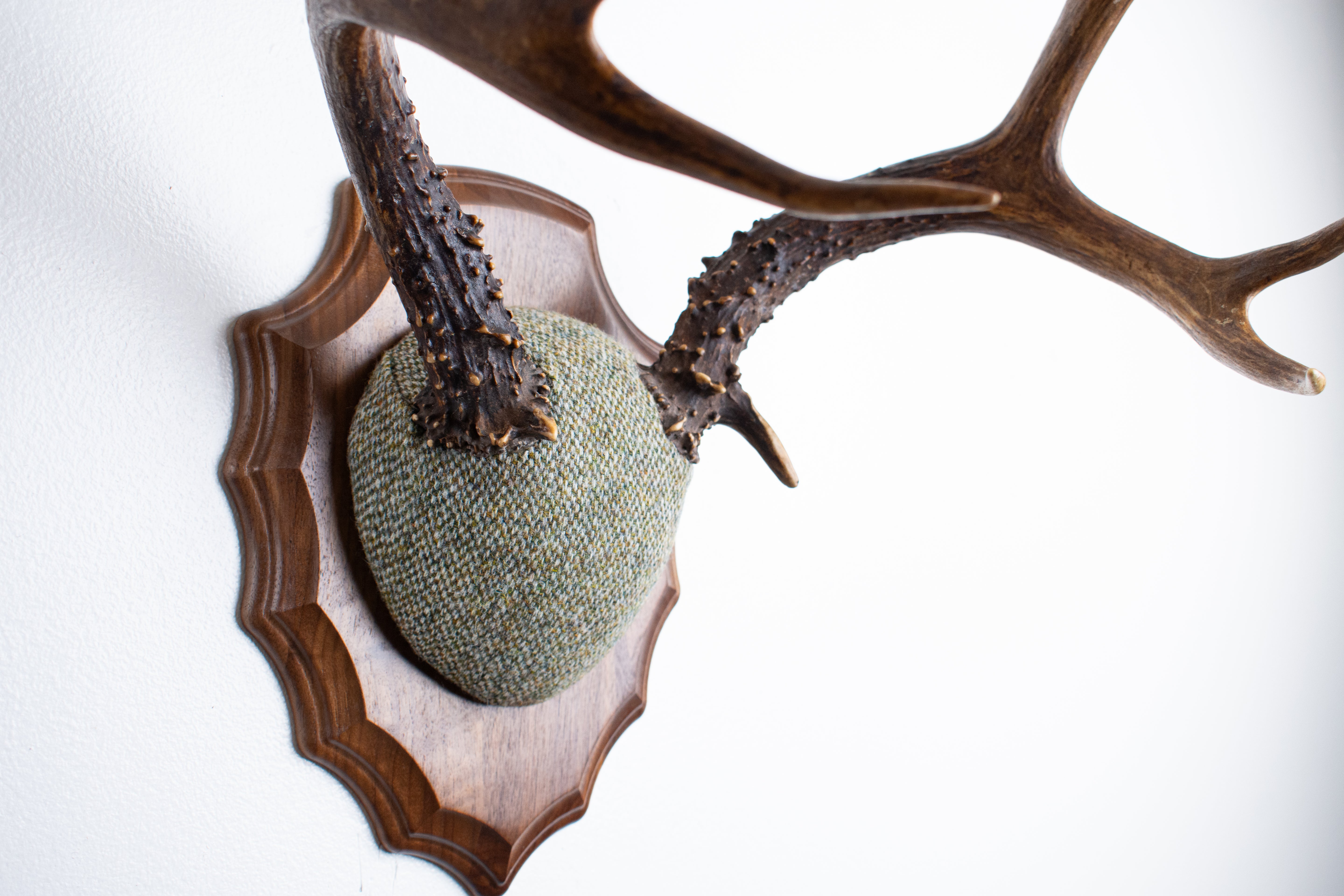 Blacktail Deer Antler Mount | Green & Beige Barleycorn | 47