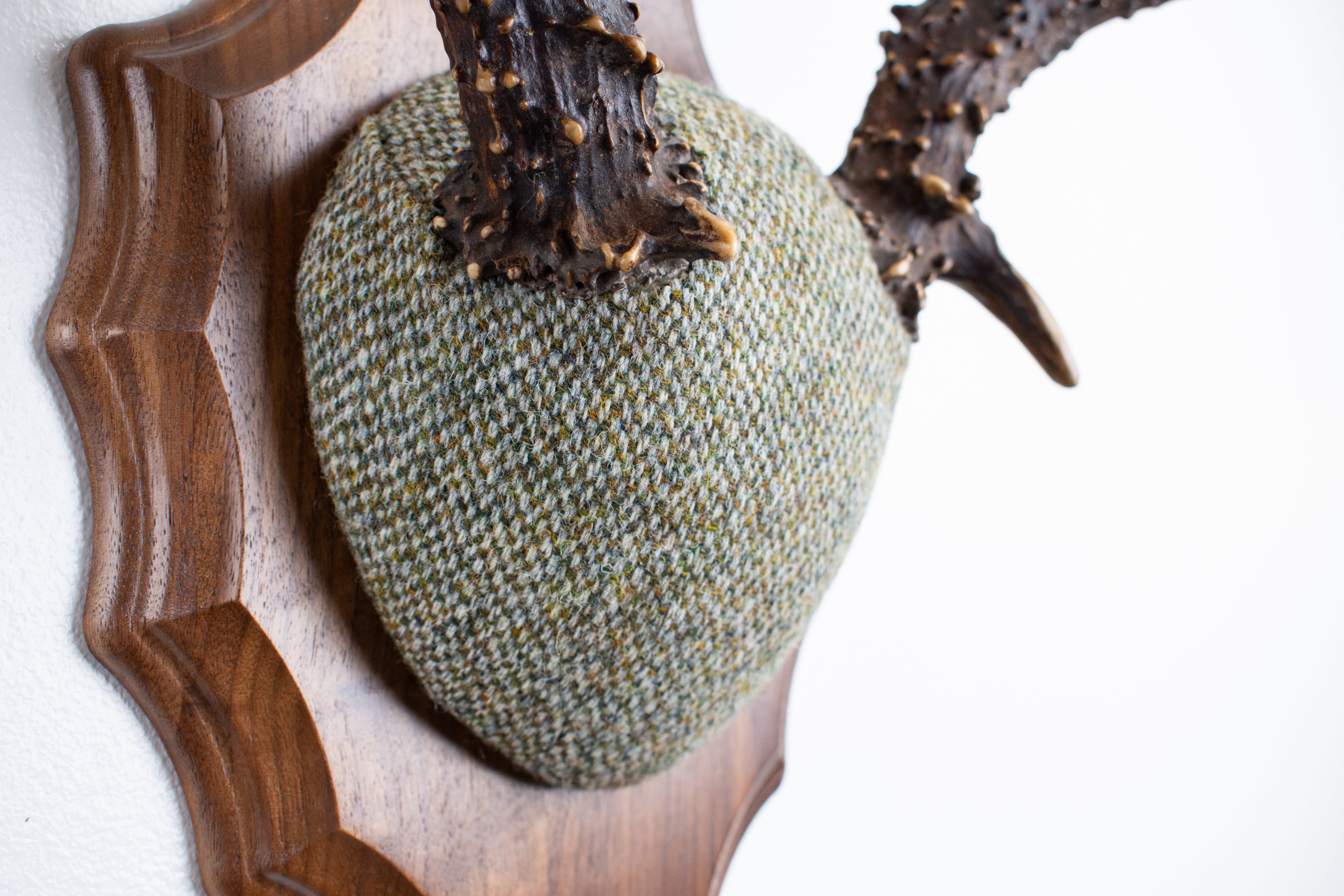 Blacktail Deer Antler Mount | Green & Beige Barleycorn | 47