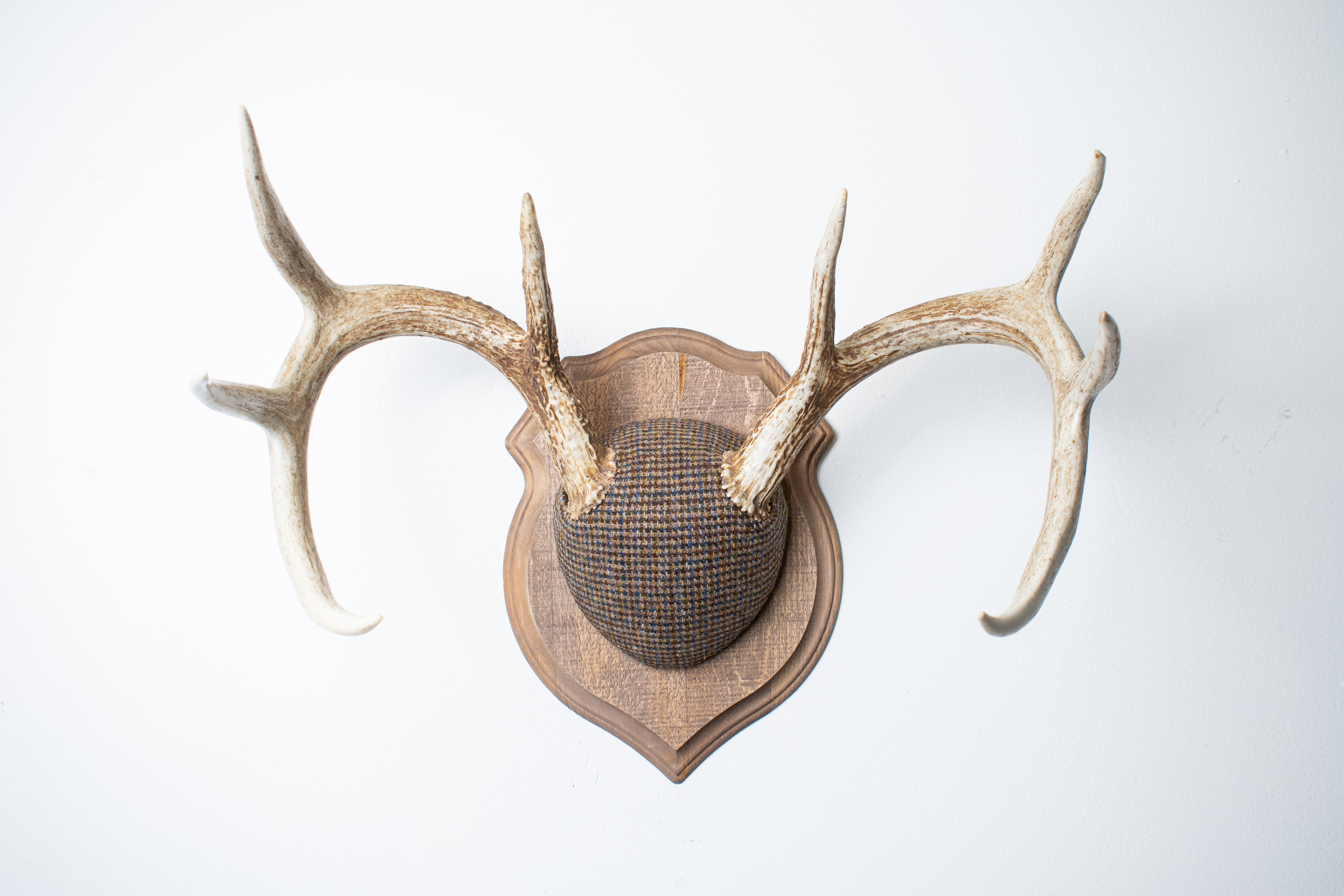 Whitetail Deer Antler Mount | Multi-colored | 48