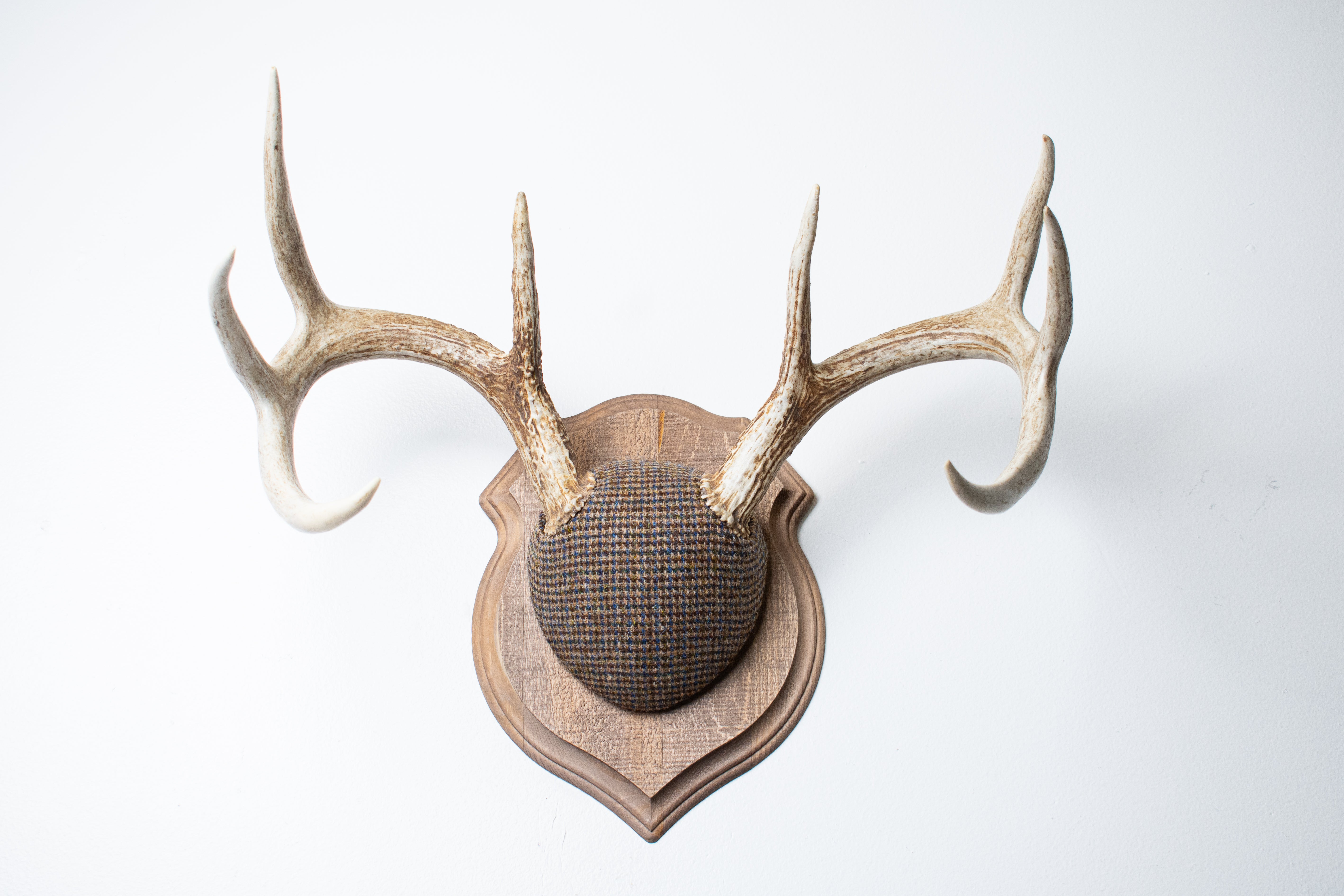 Whitetail Deer Antler Mount | Multi-colored | 48