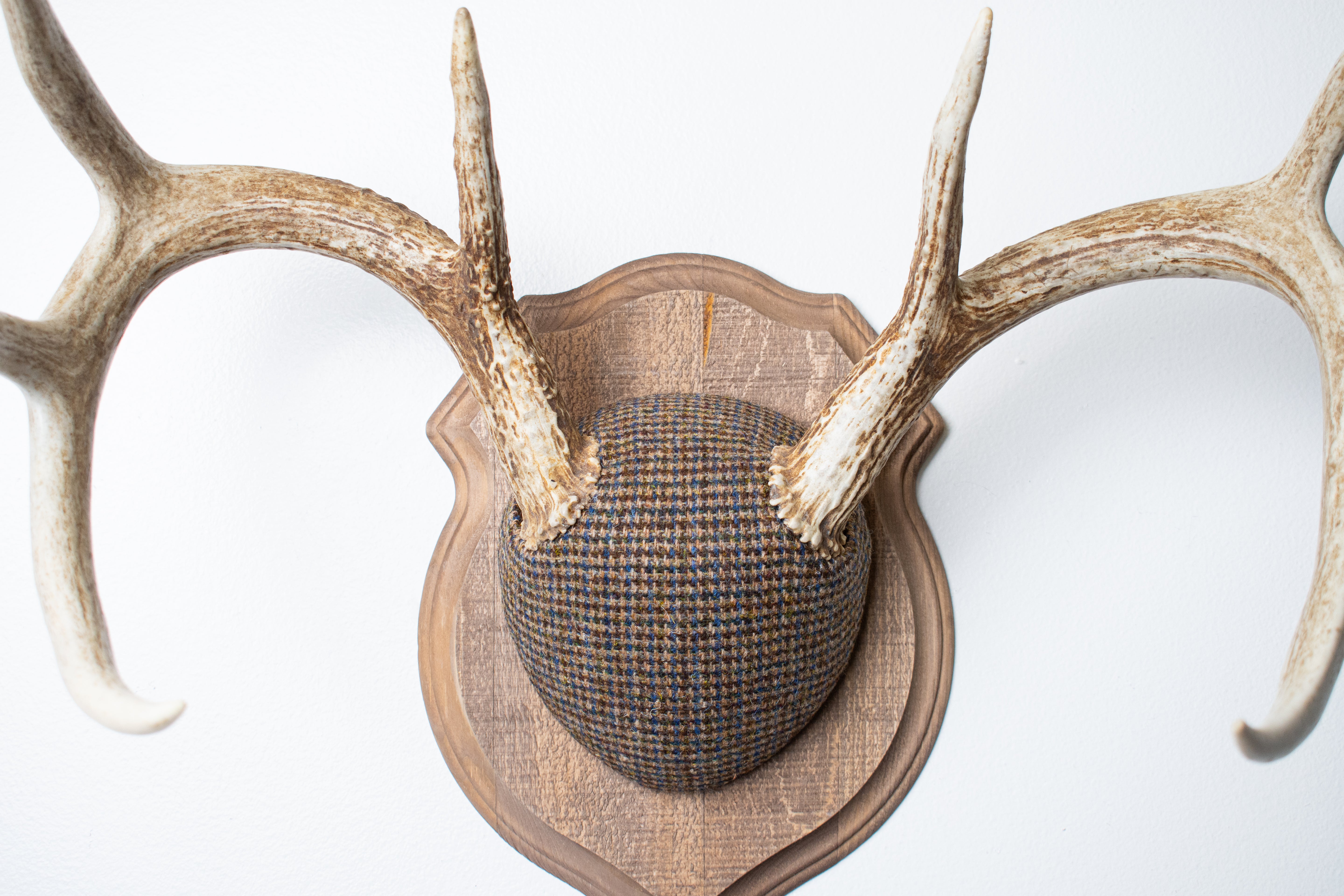 Whitetail Deer Antler Mount | Multi-colored | 48