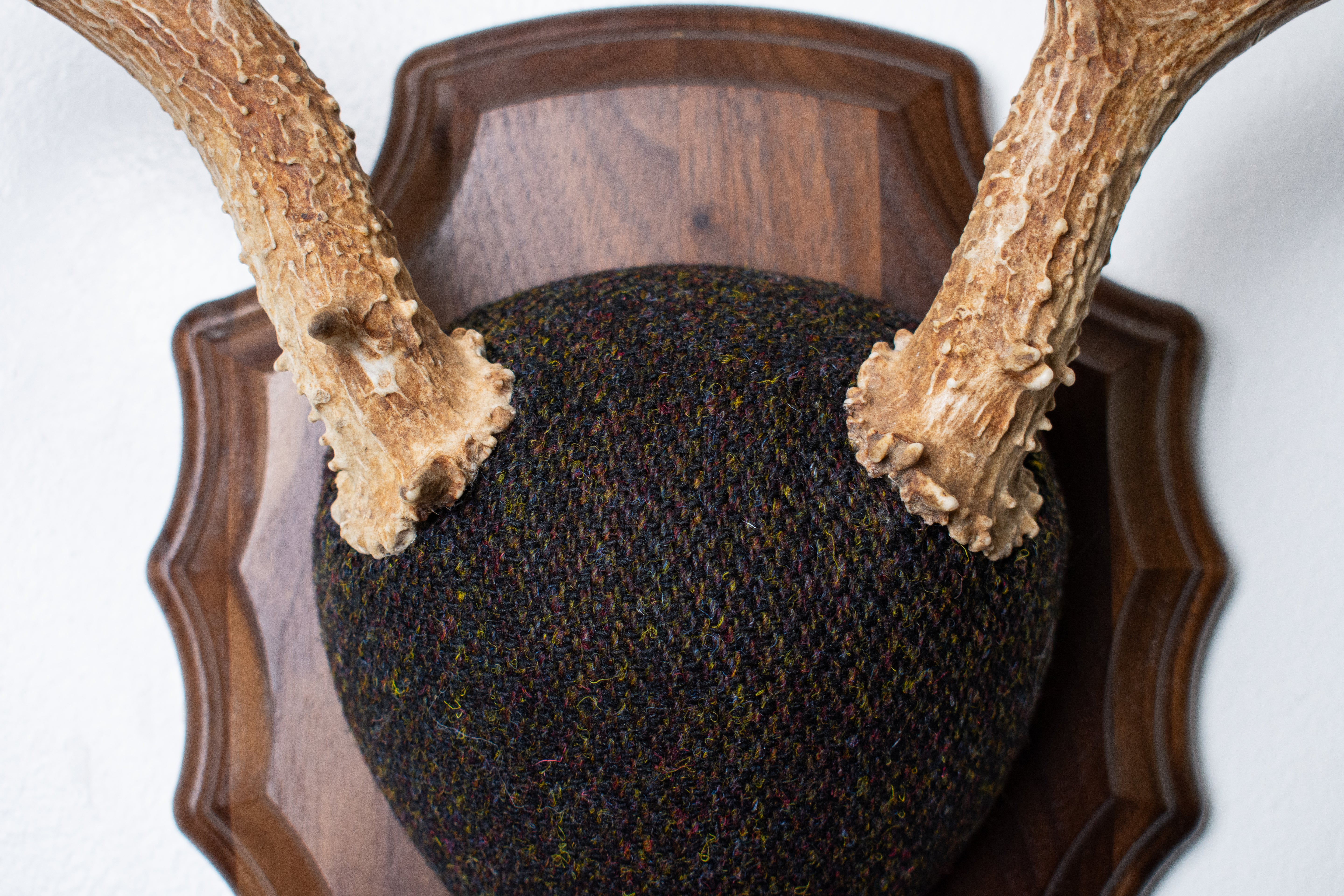 Whitetail Deer Antler Mount | Green and Brown Barleycorn | 49