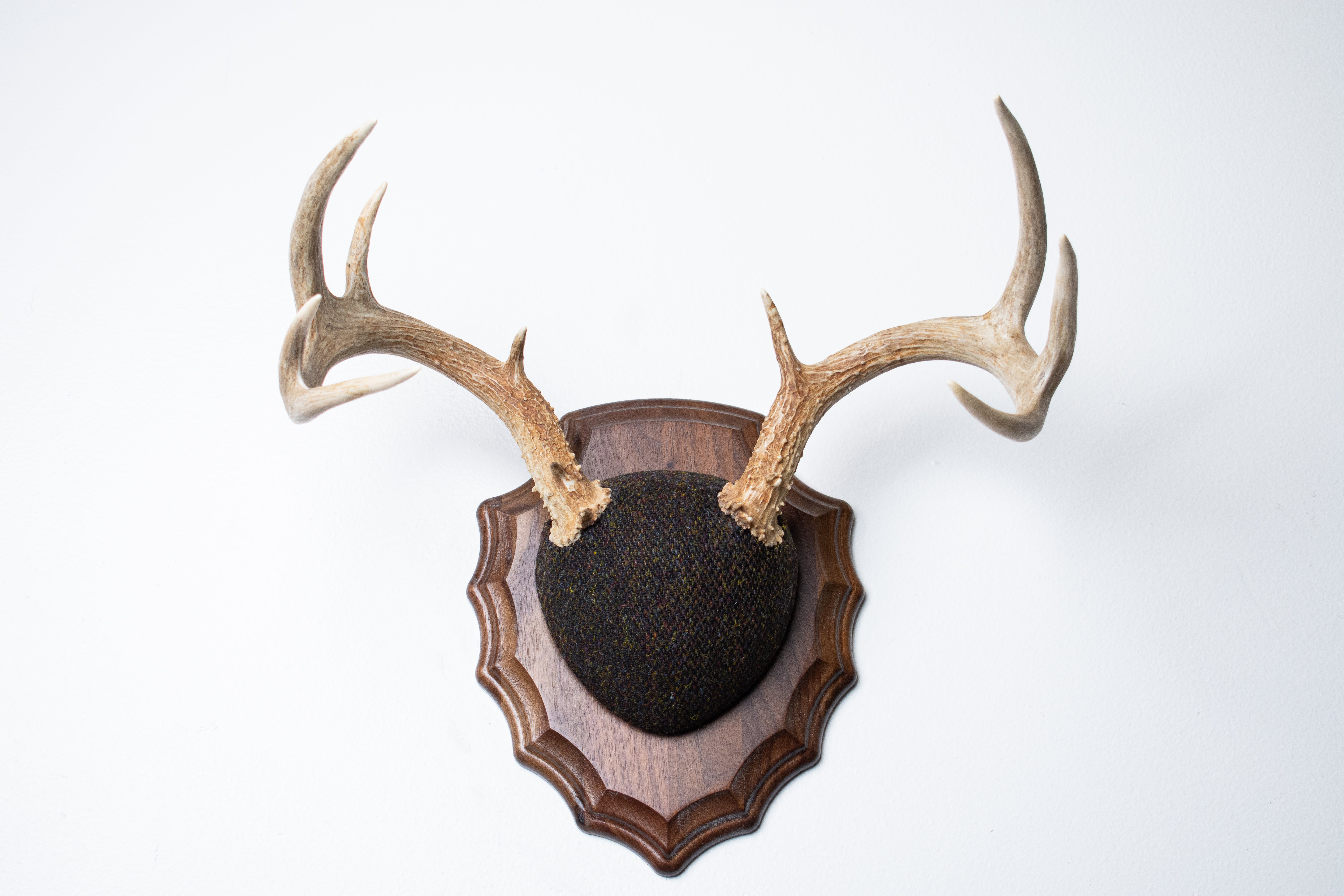 Whitetail Deer Antler Mount | Green and Brown Barleycorn | 49