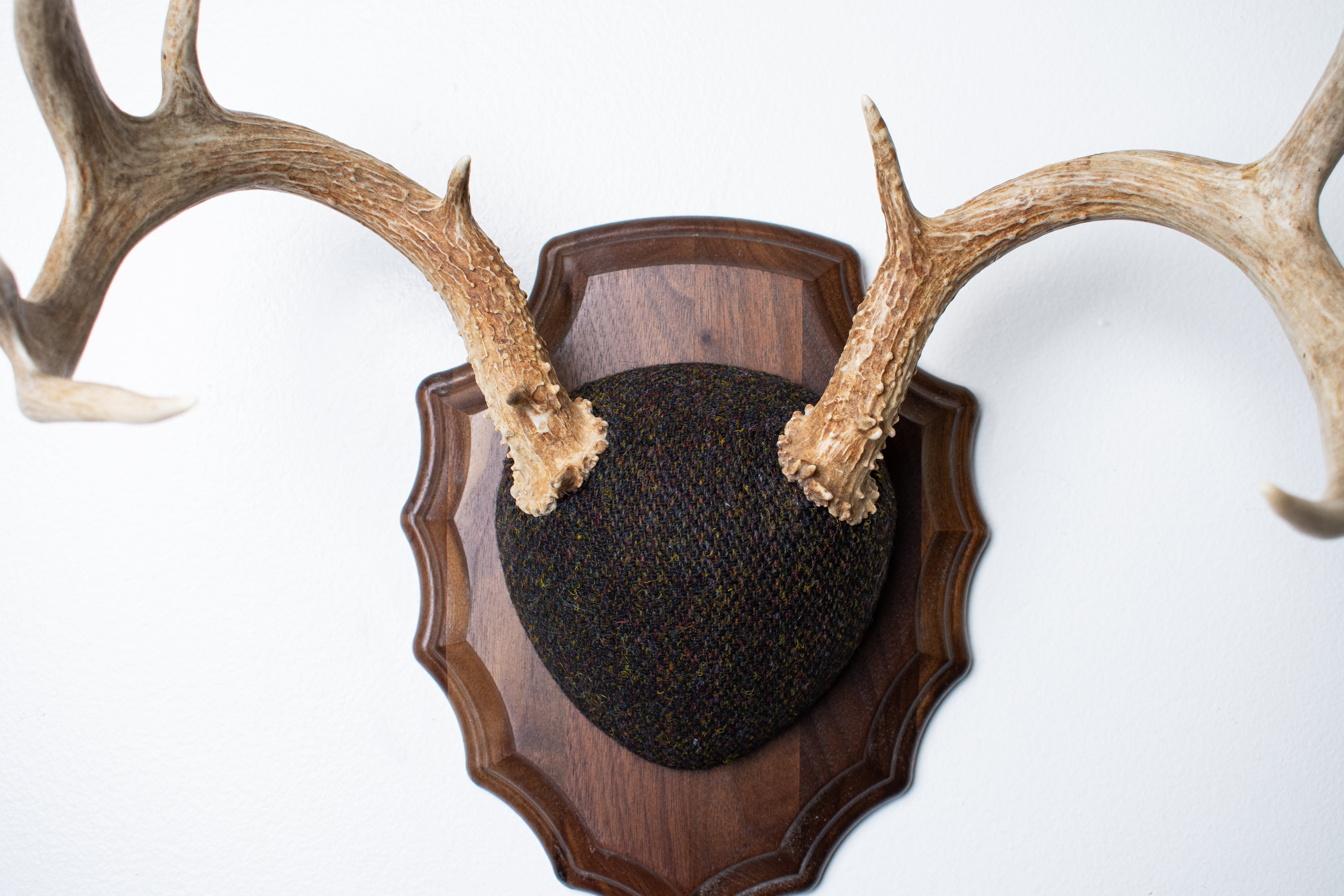Whitetail Deer Antler Mount | Green and Brown Barleycorn | 49