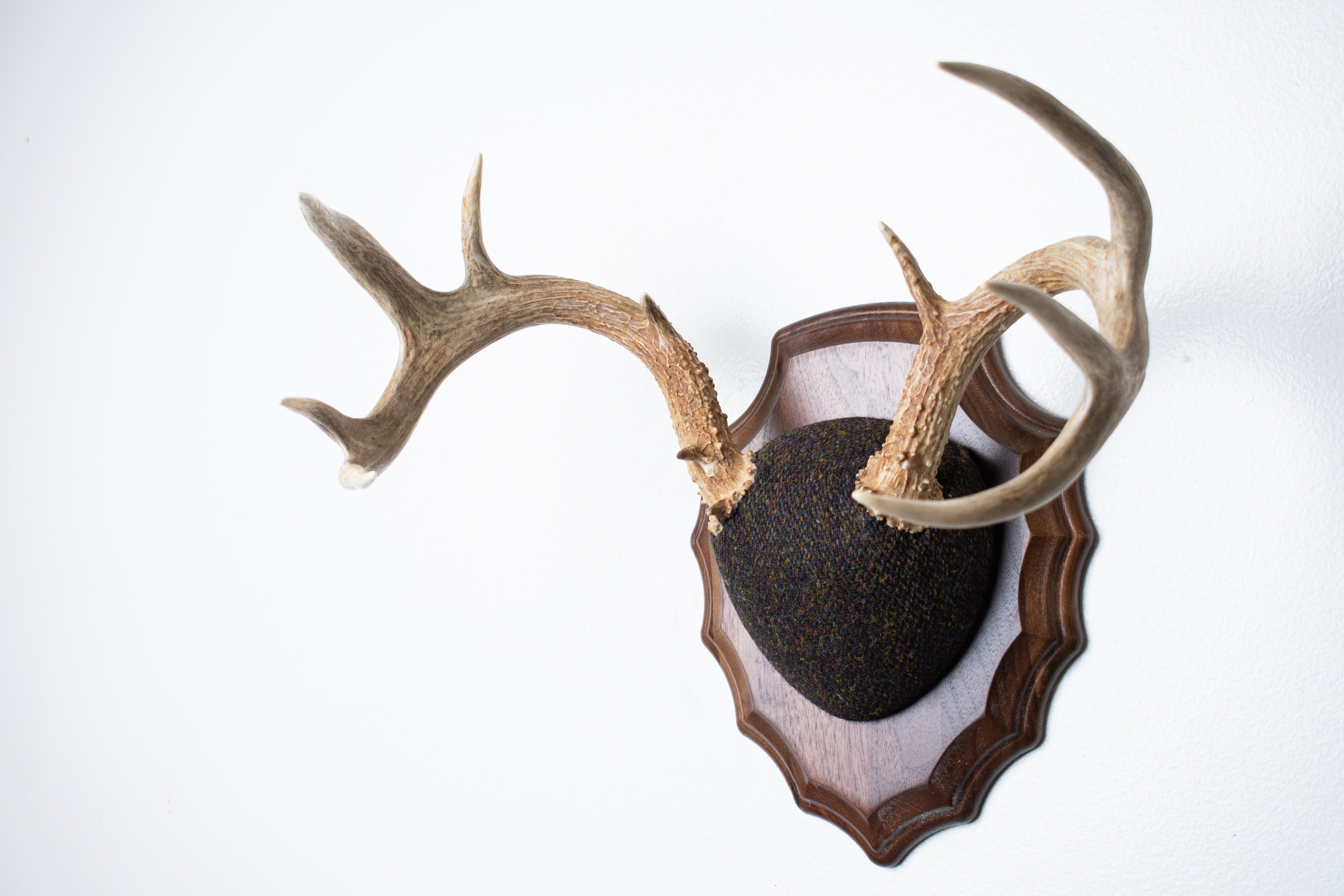 Whitetail Deer Antler Mount | Green and Brown Barleycorn | 49