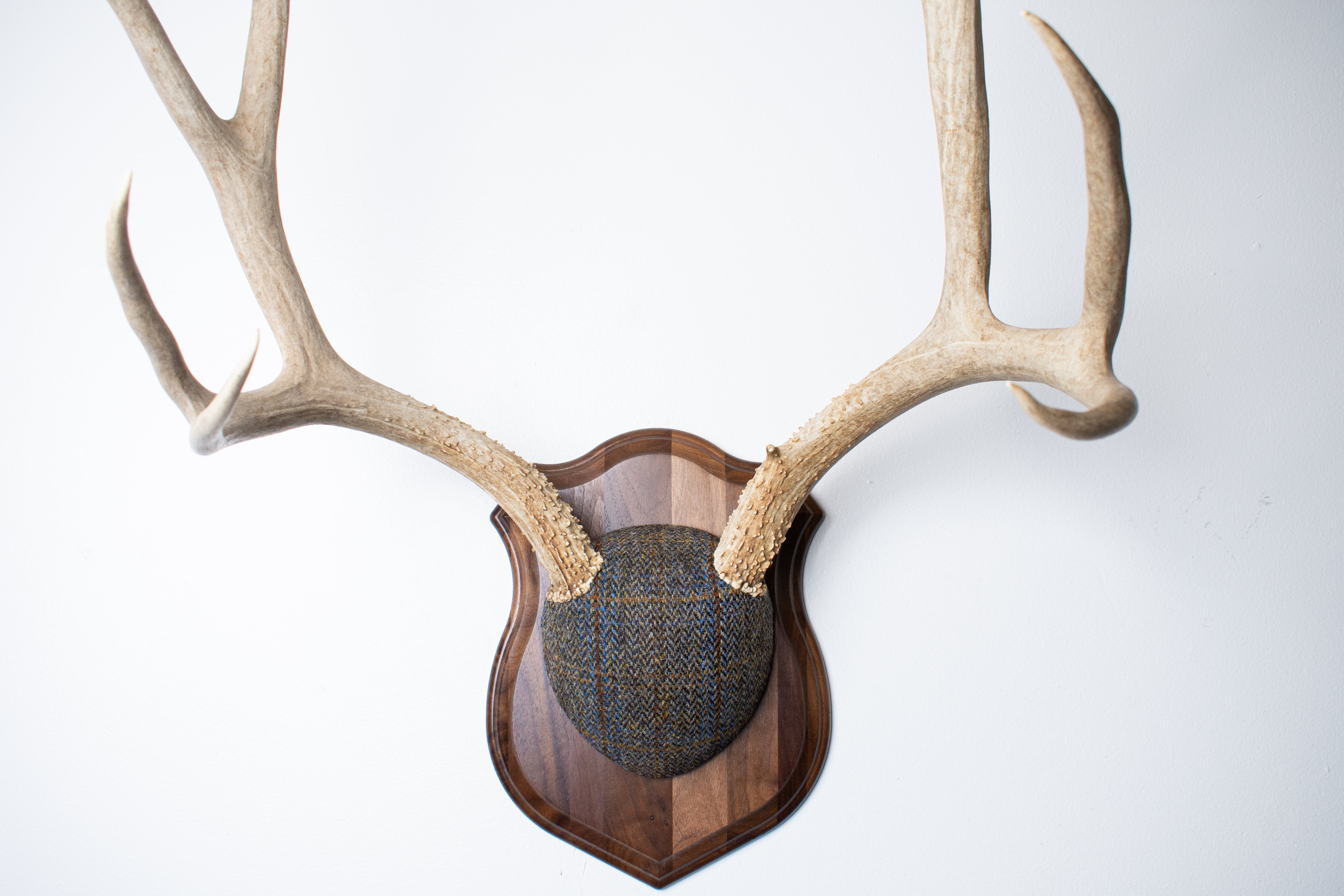 Mule Deer Antler Mount | Green and Blue Herringbone with Rust Overcheck | 50
