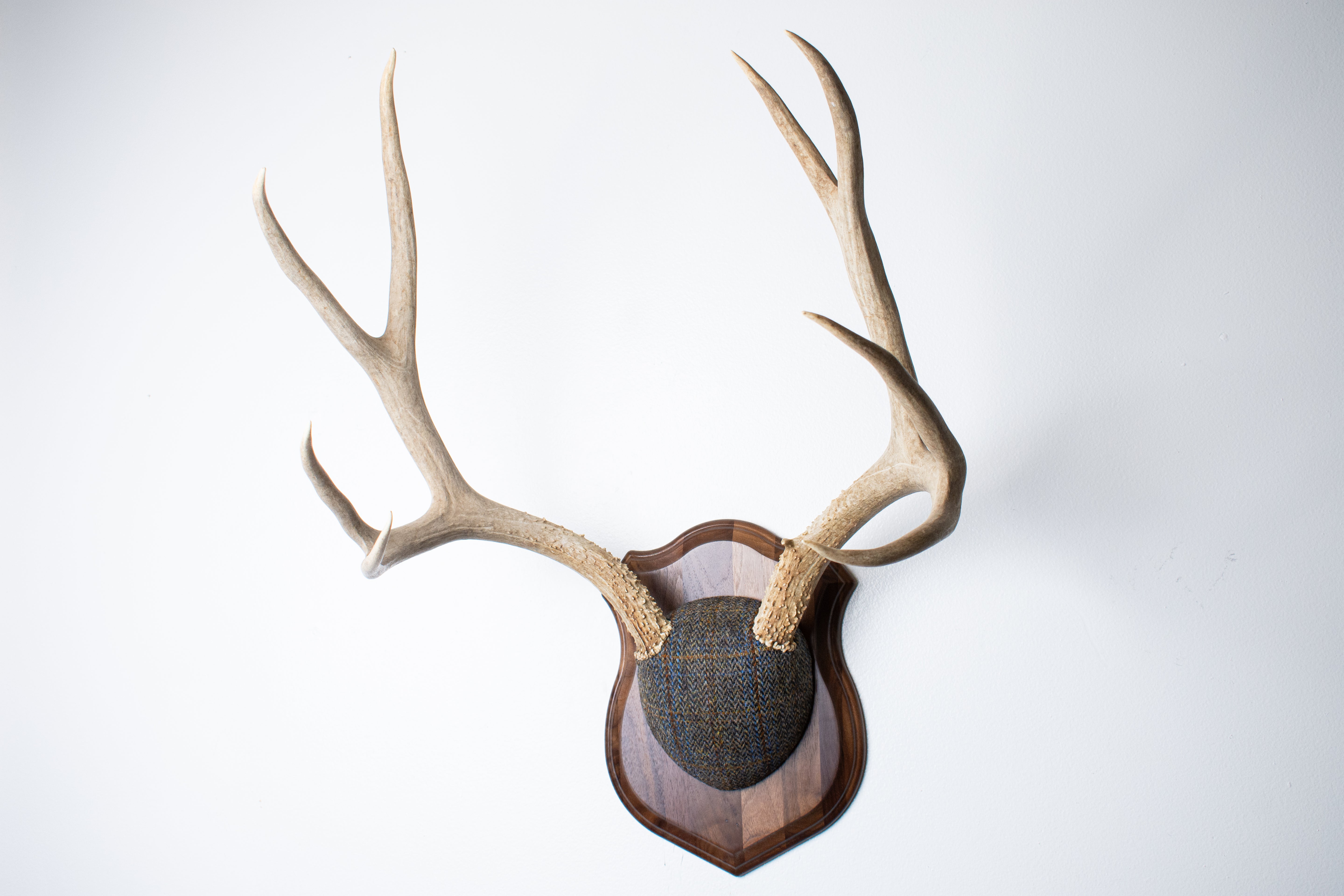 Mule Deer Antler Mount | Green and Blue Herringbone with Rust Overcheck | 50