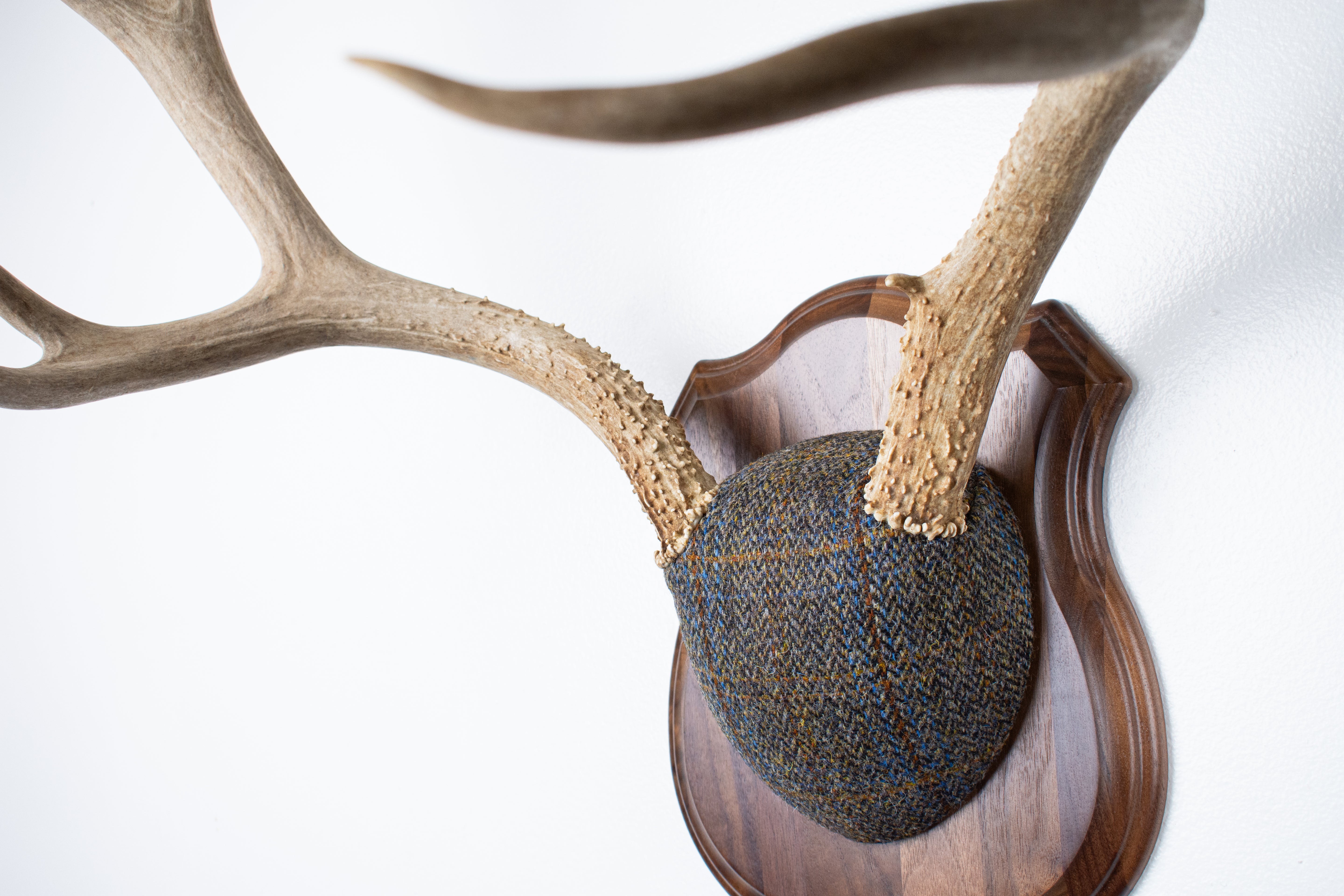 Mule Deer Antler Mount | Green and Blue Herringbone with Rust Overcheck | 50