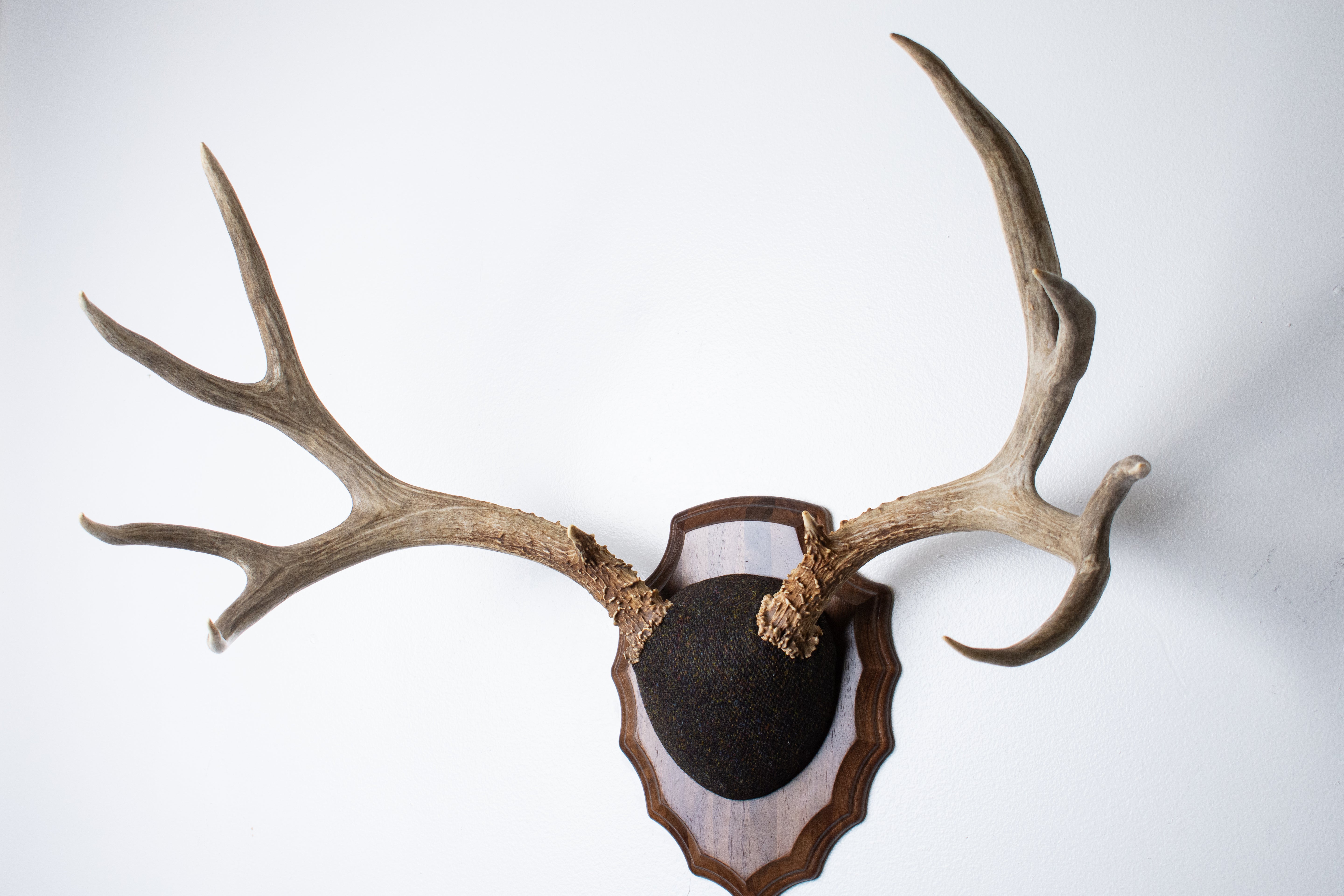Mule Deer Antler Mount | Green and Brown Barleycorn | 51
