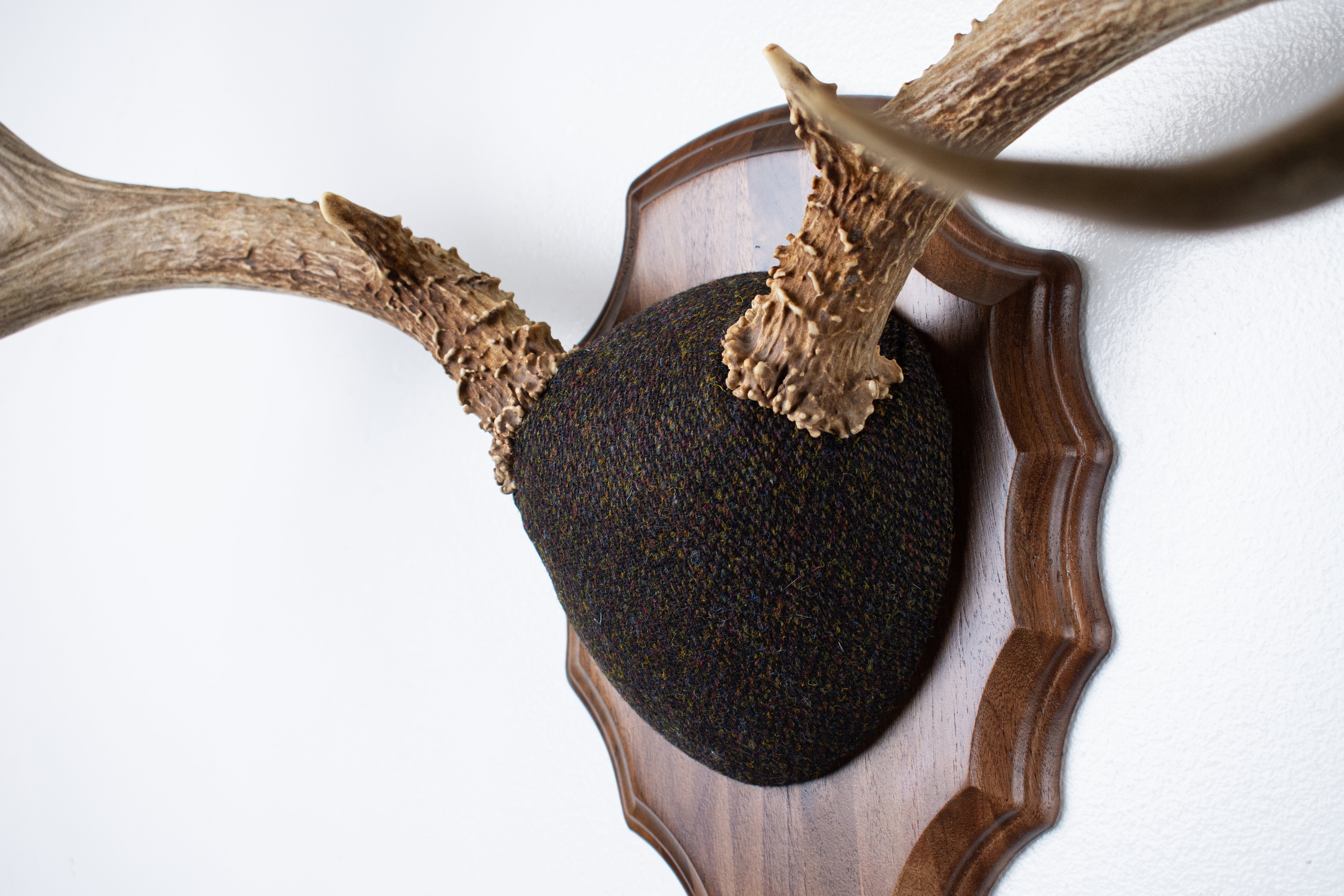 Mule Deer Antler Mount | Green and Brown Barleycorn | 51