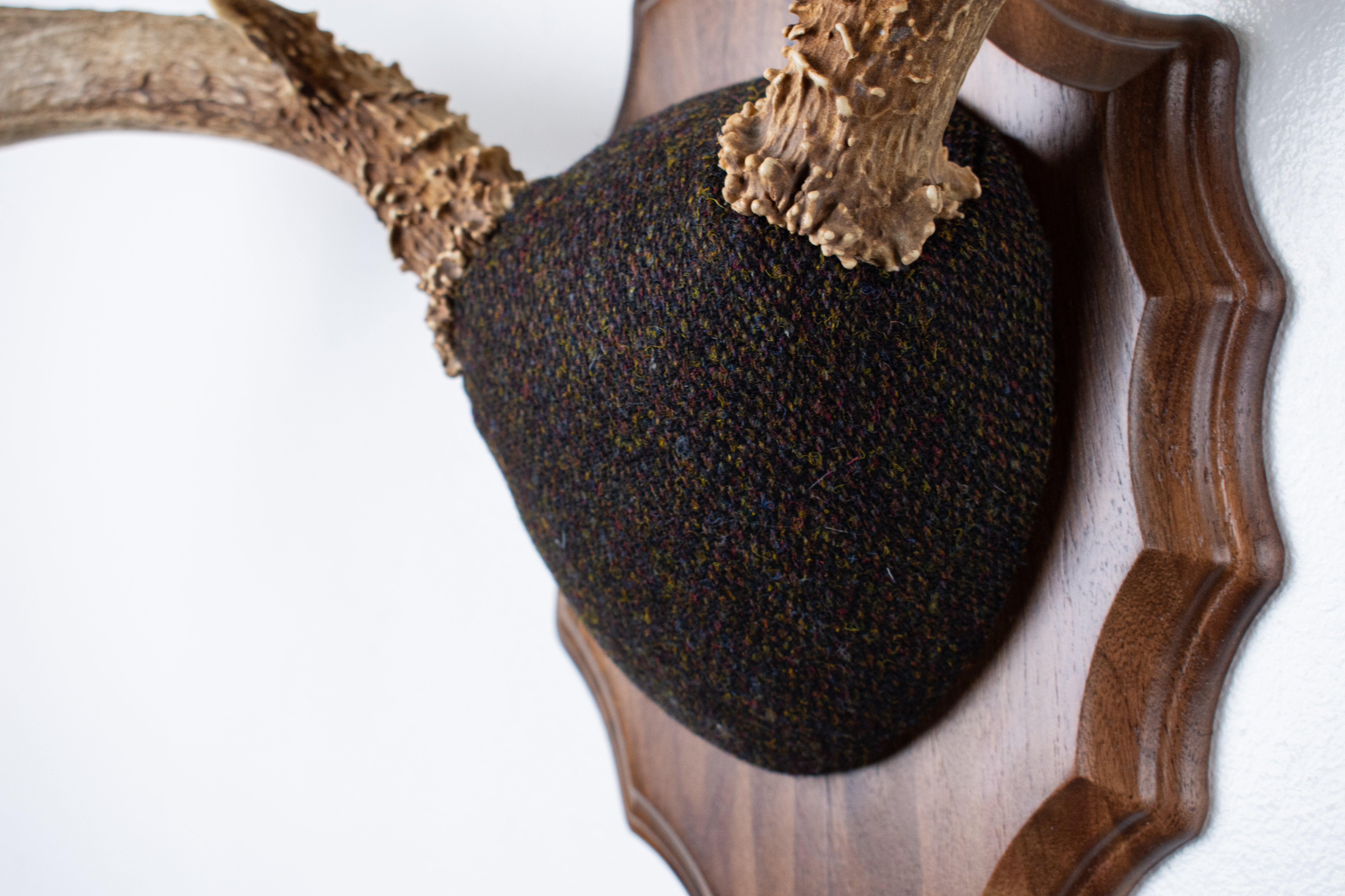 Mule Deer Antler Mount | Green and Brown Barleycorn | 51