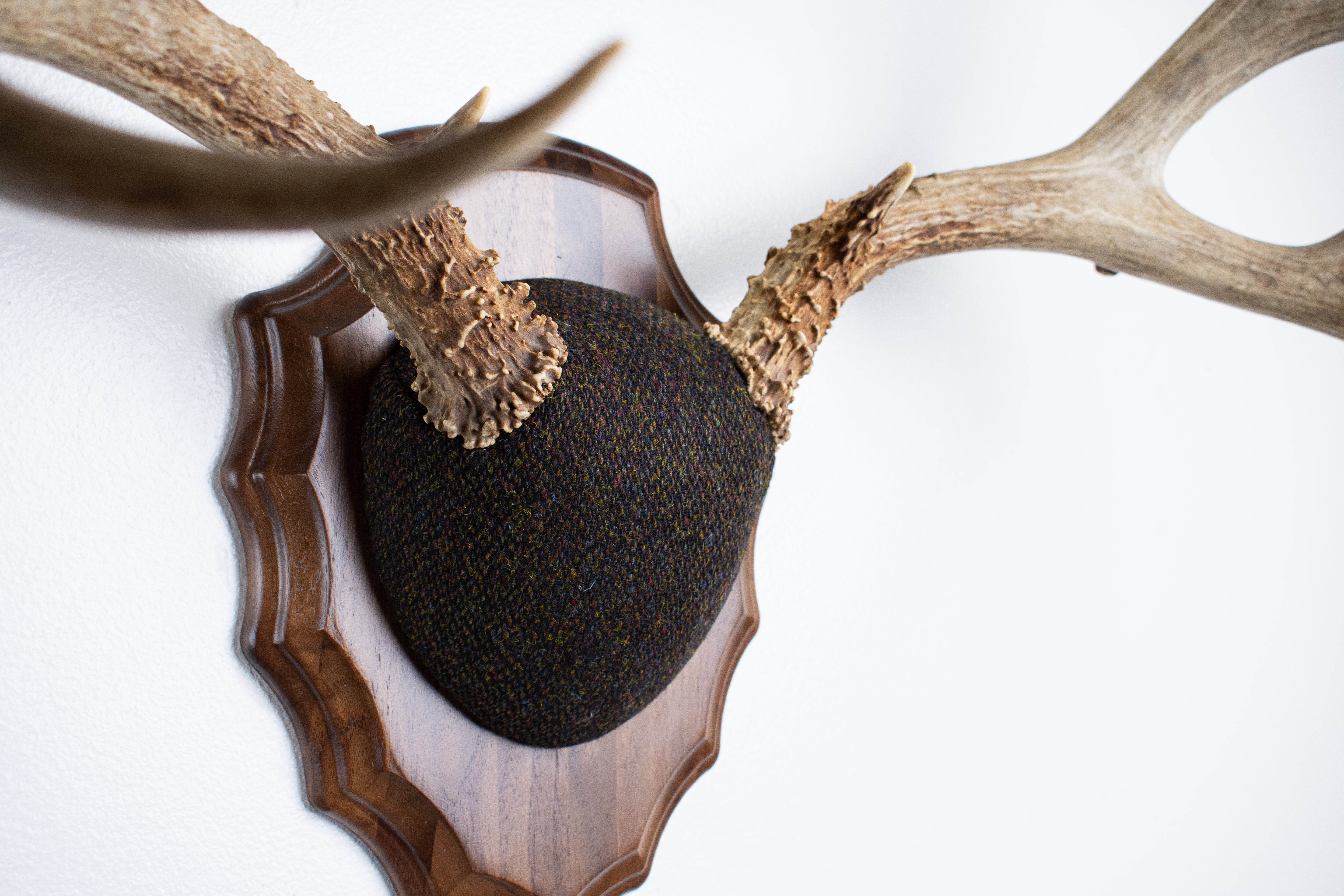 Mule Deer Antler Mount | Green and Brown Barleycorn | 51