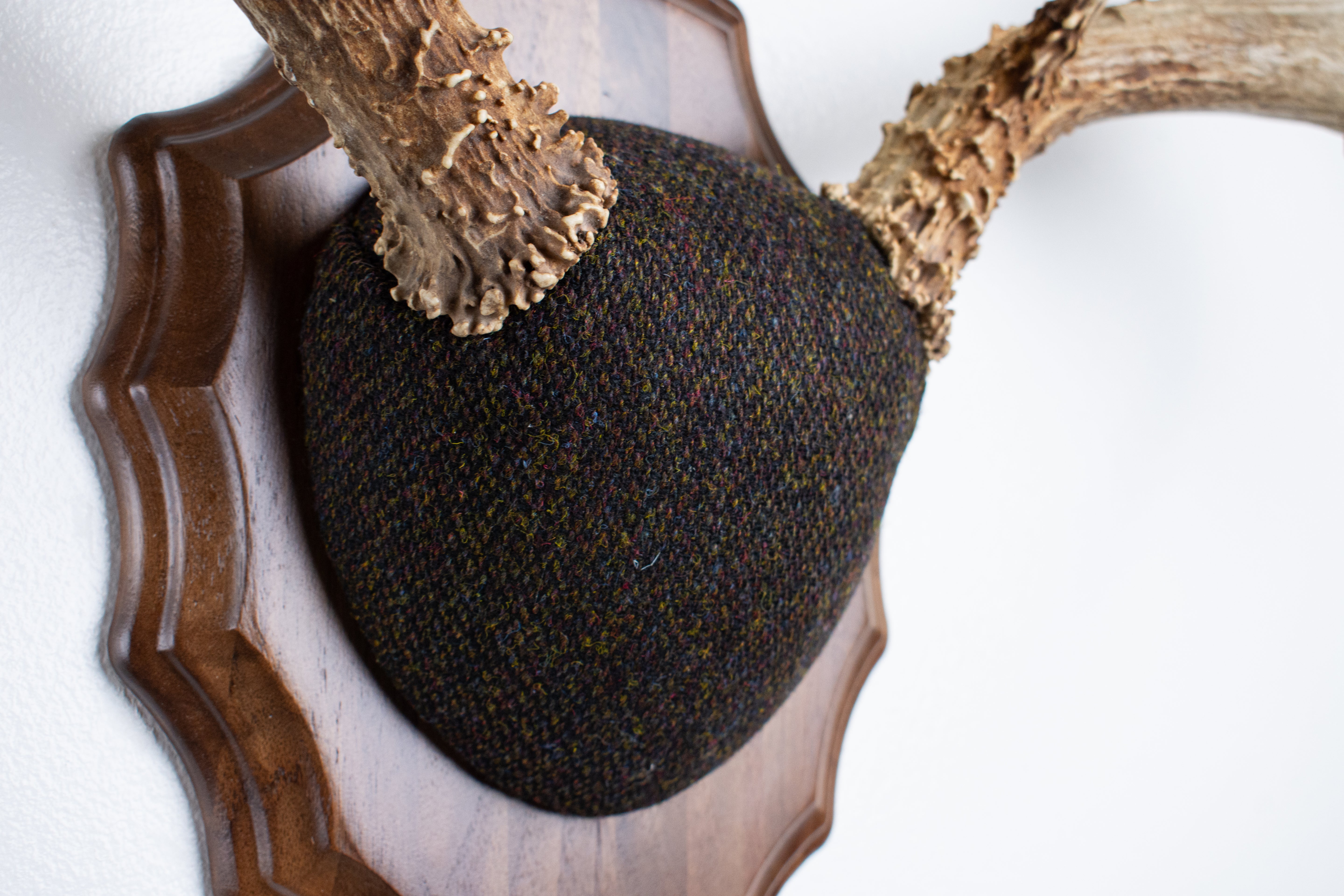 Mule Deer Antler Mount | Green and Brown Barleycorn | 51