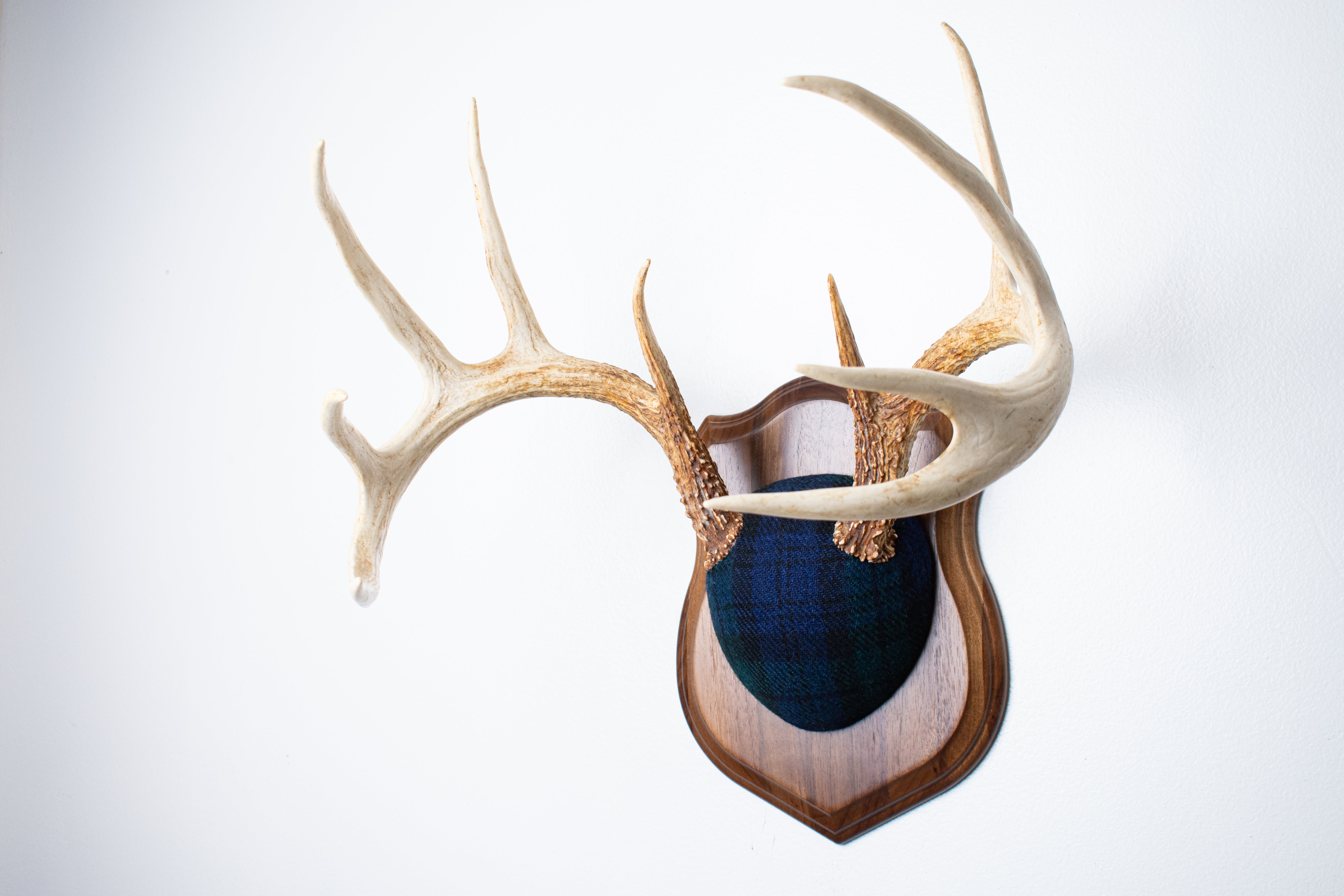 Whitetail Deer Antler Mount | Black Watch Tartan | 09