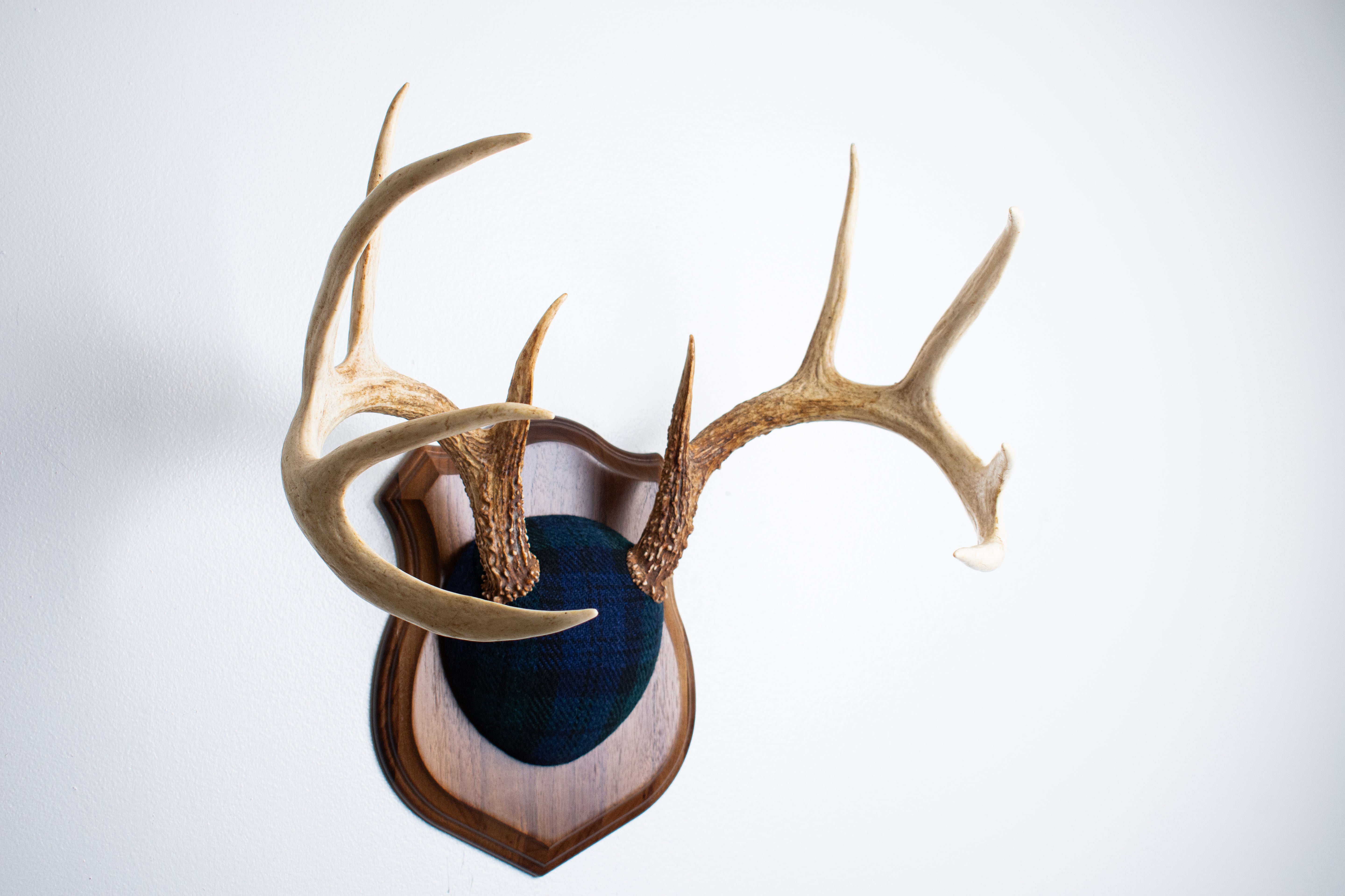 Whitetail Deer Antler Mount | Black Watch Tartan | 09