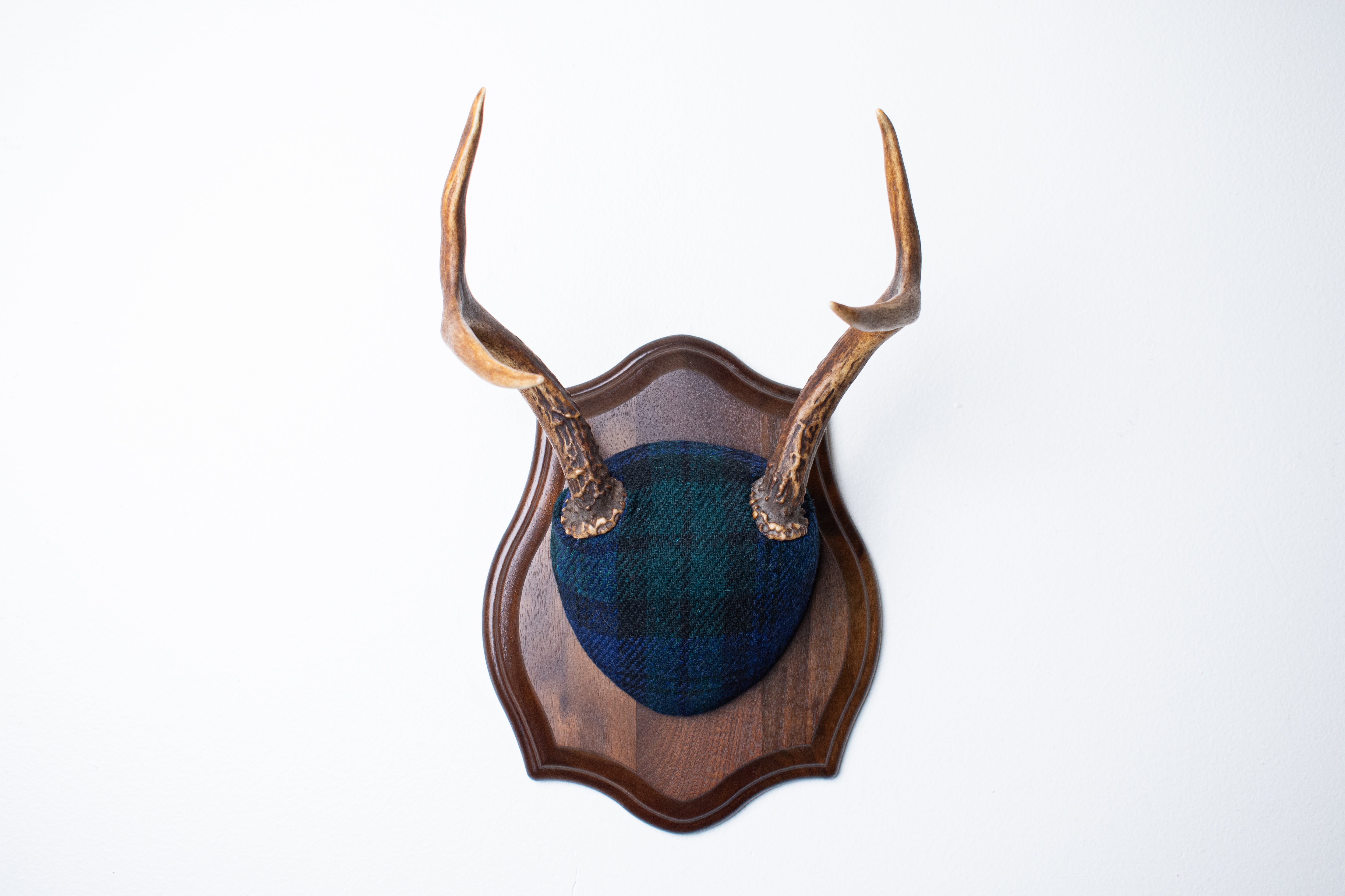Blacktail Deer Antler Mount | Black Watch Tartan | 52
