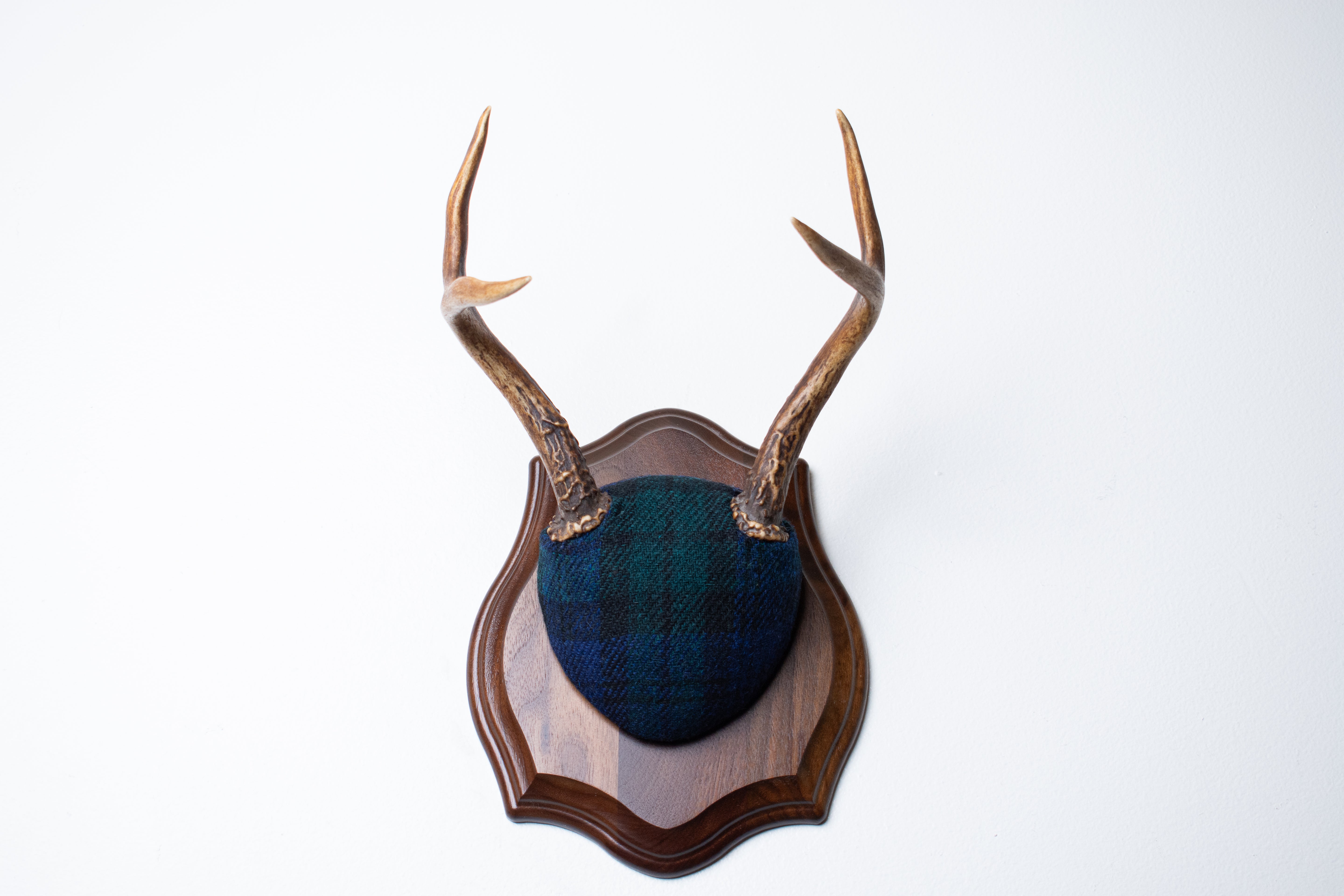 Blacktail Deer Antler Mount | Black Watch Tartan | 52