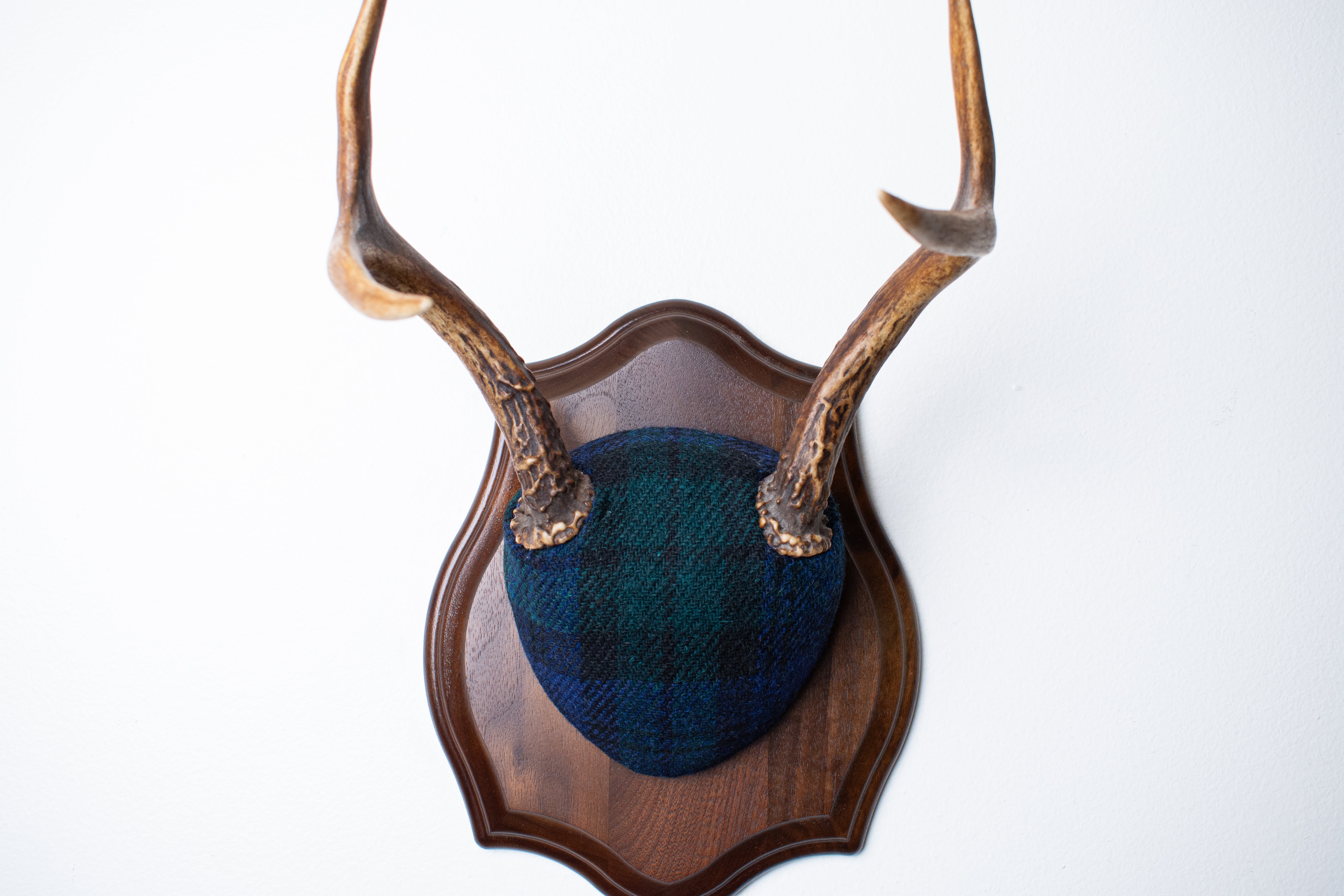 Blacktail Deer Antler Mount | Black Watch Tartan | 52