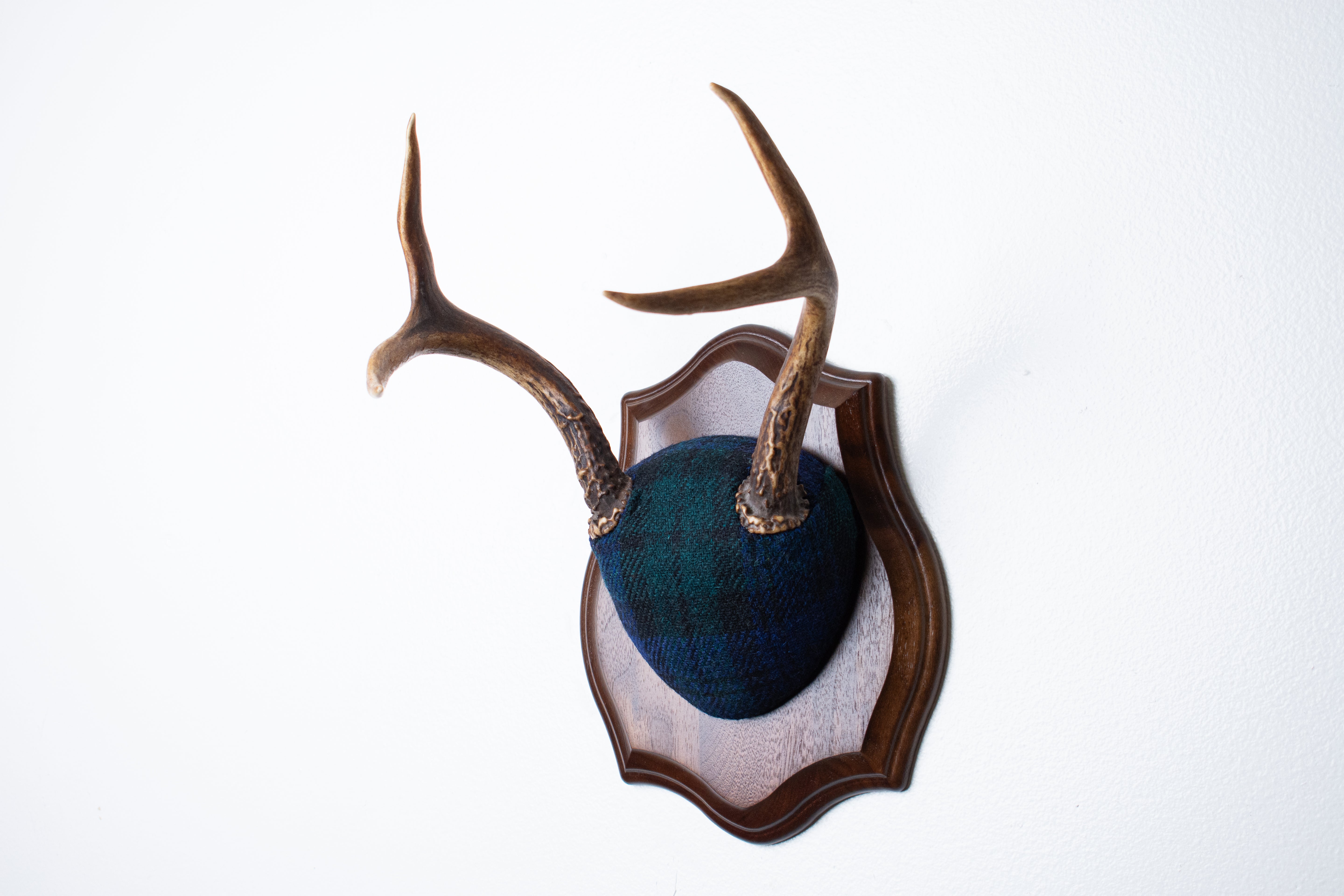 Blacktail Deer Antler Mount | Black Watch Tartan | 52
