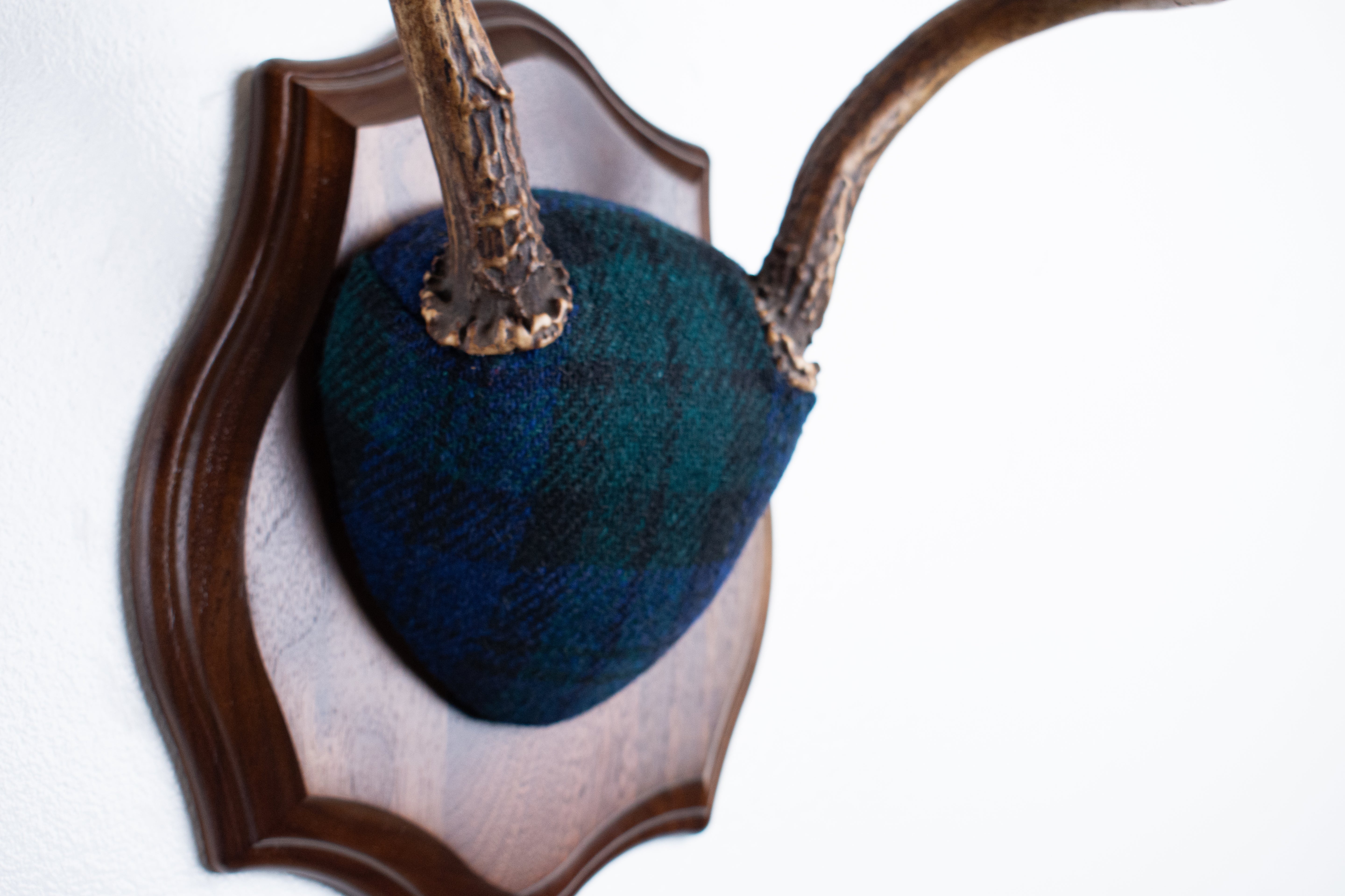 Blacktail Deer Antler Mount | Black Watch Tartan | 52