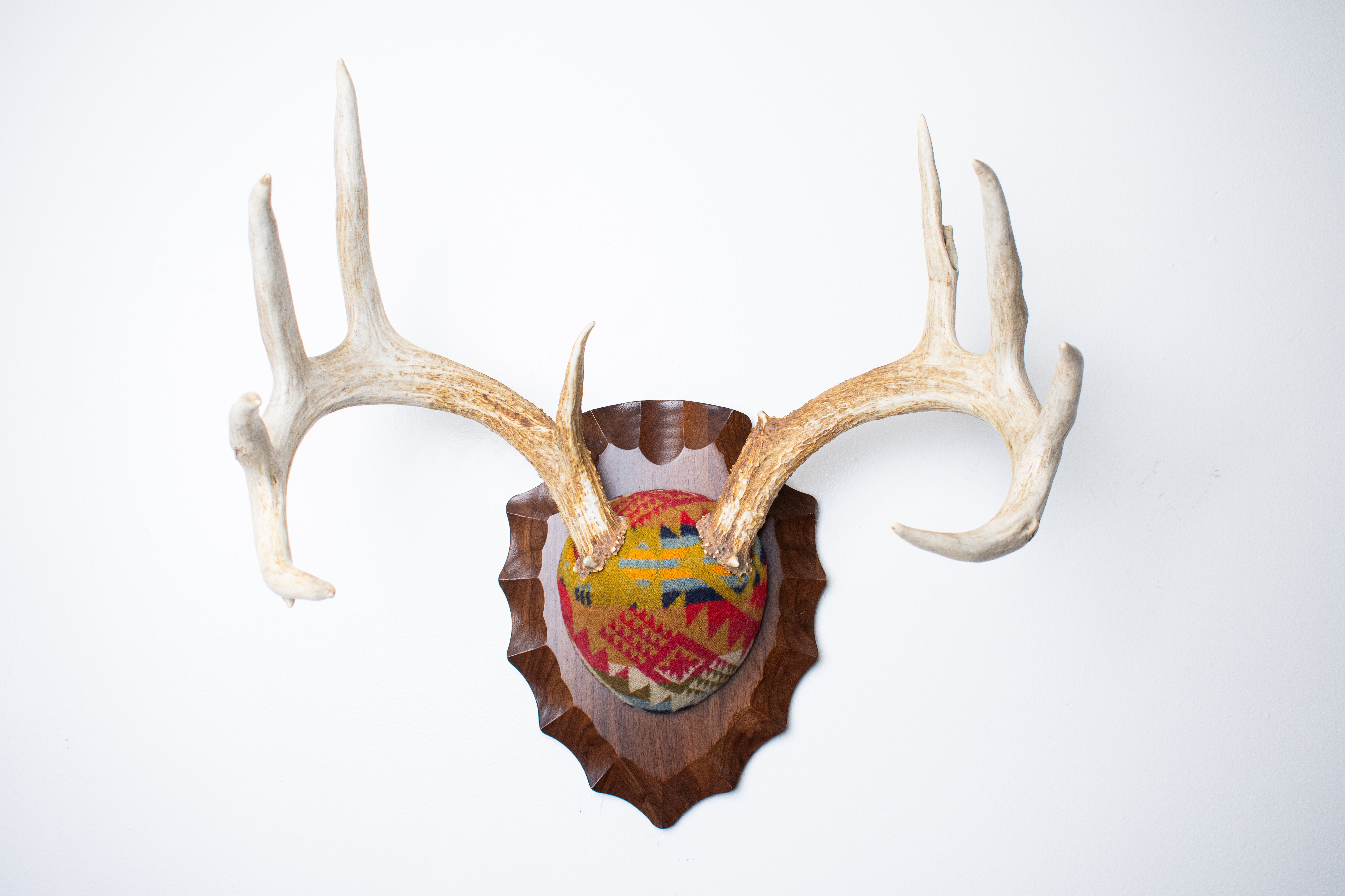 Whitetail Deer Antler Mount | Canyon | 17