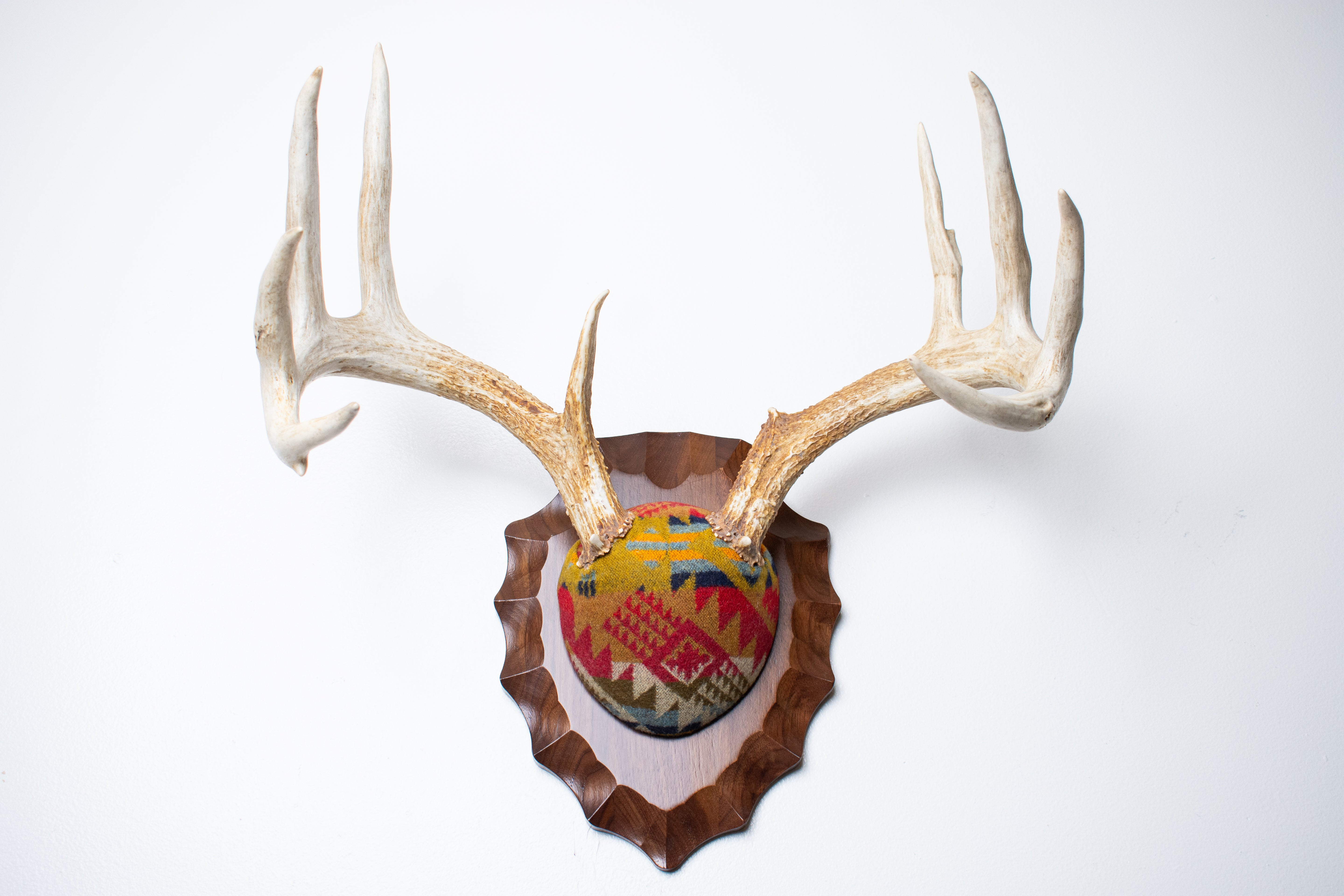 Whitetail Deer Antler Mount | Canyon | 17