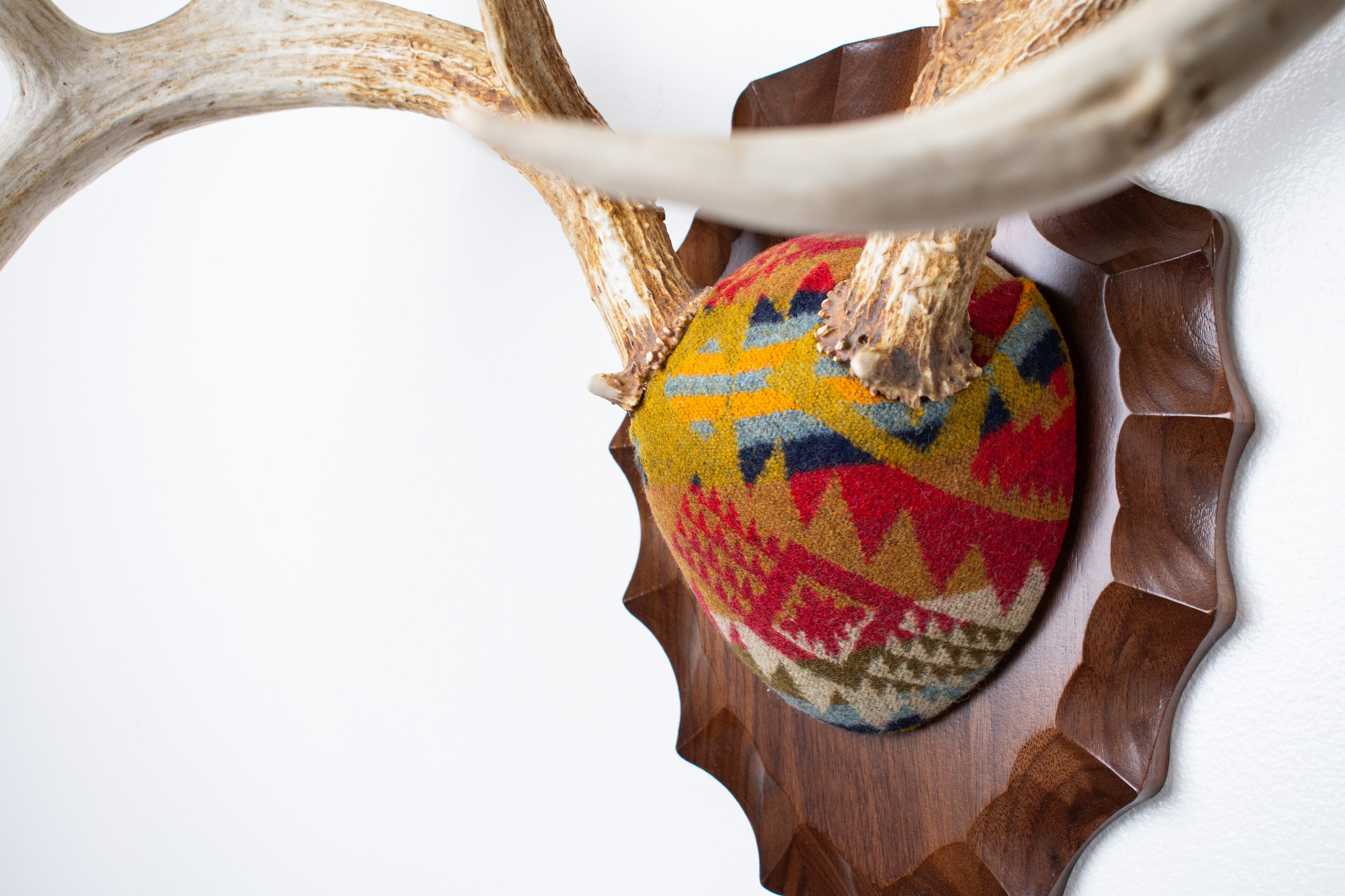 Whitetail Deer Antler Mount | Canyon | 17