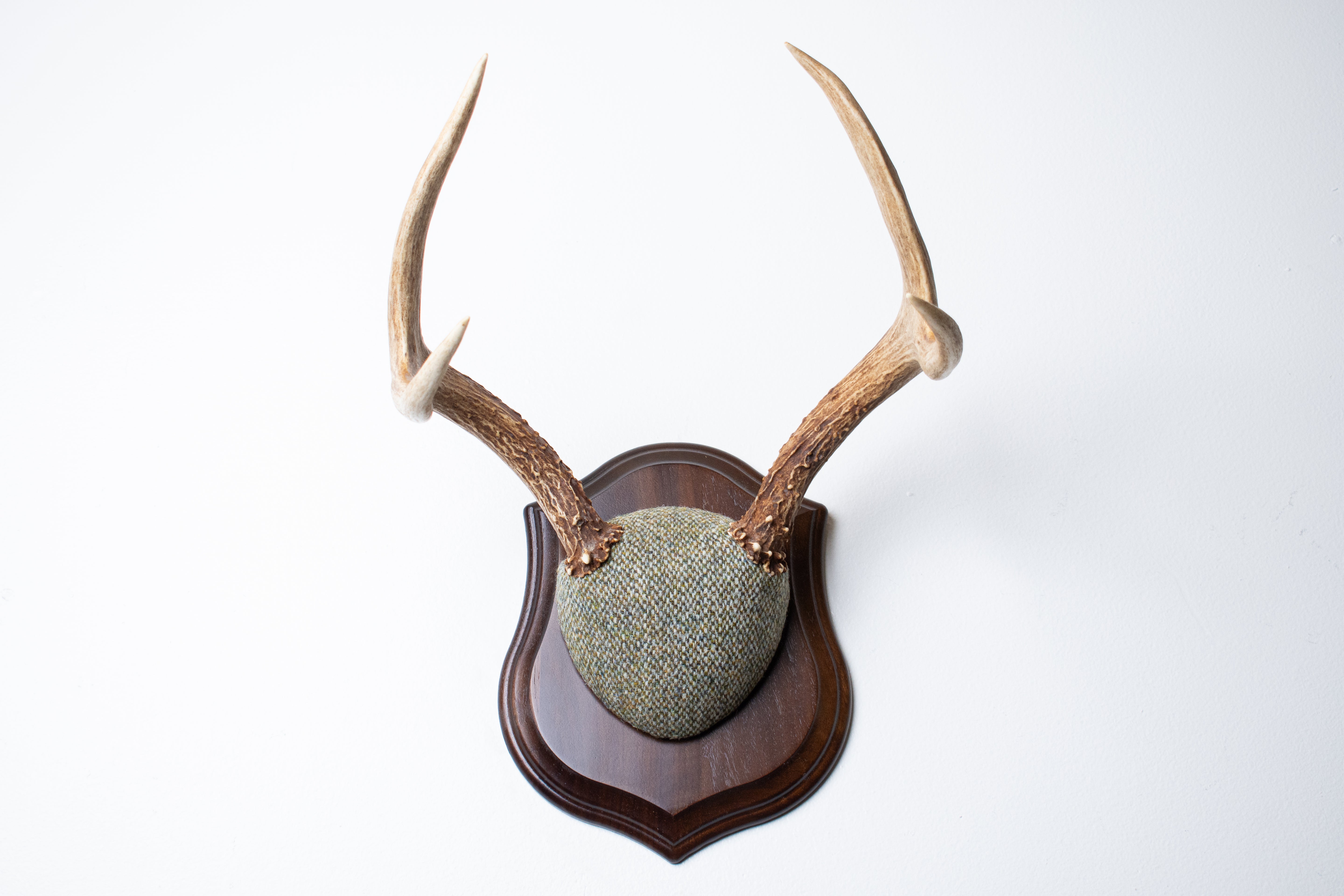 Mule Deer Antler Mount | Green & Beige Barleycorn | 53