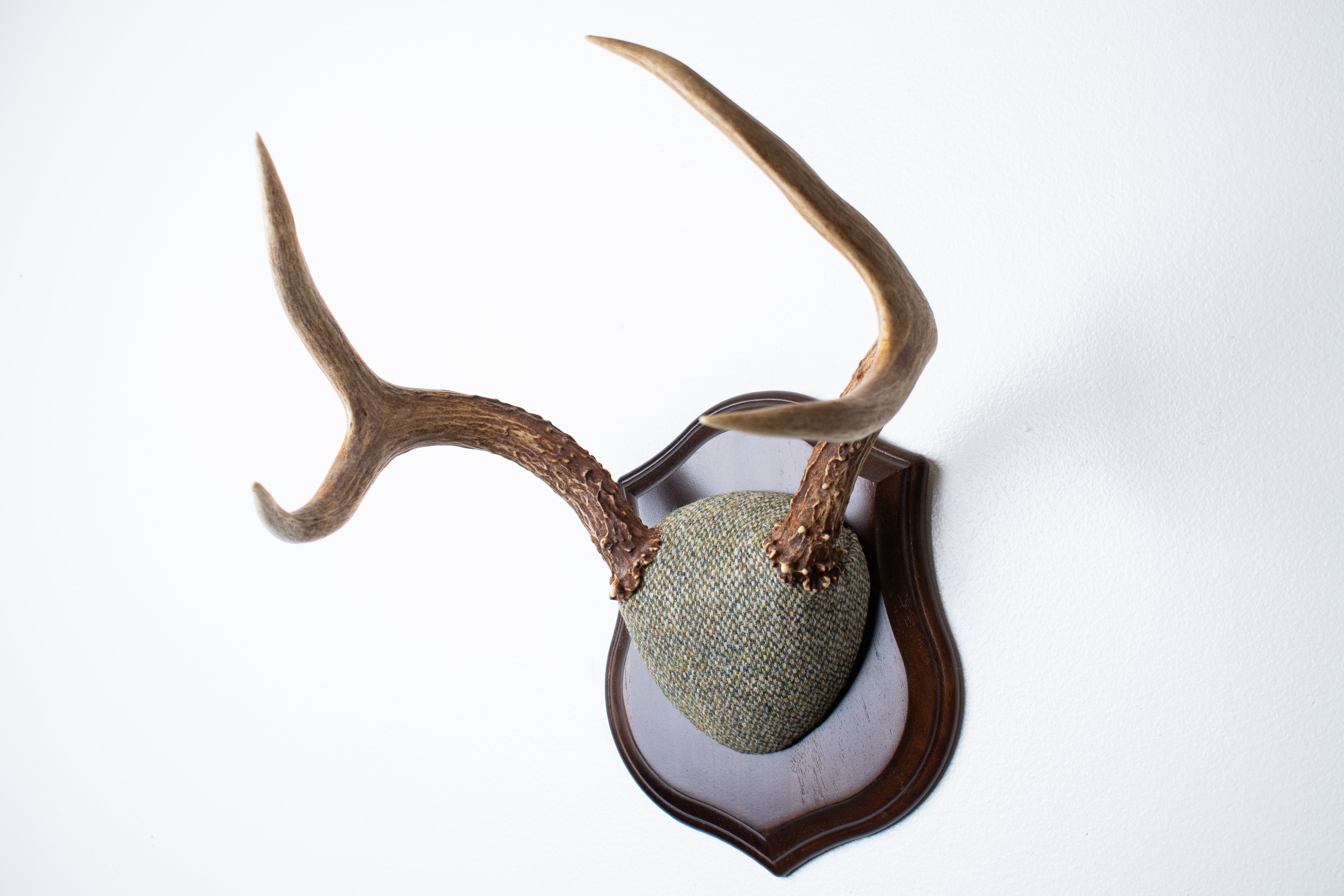 Mule Deer Antler Mount | Green & Beige Barleycorn | 53