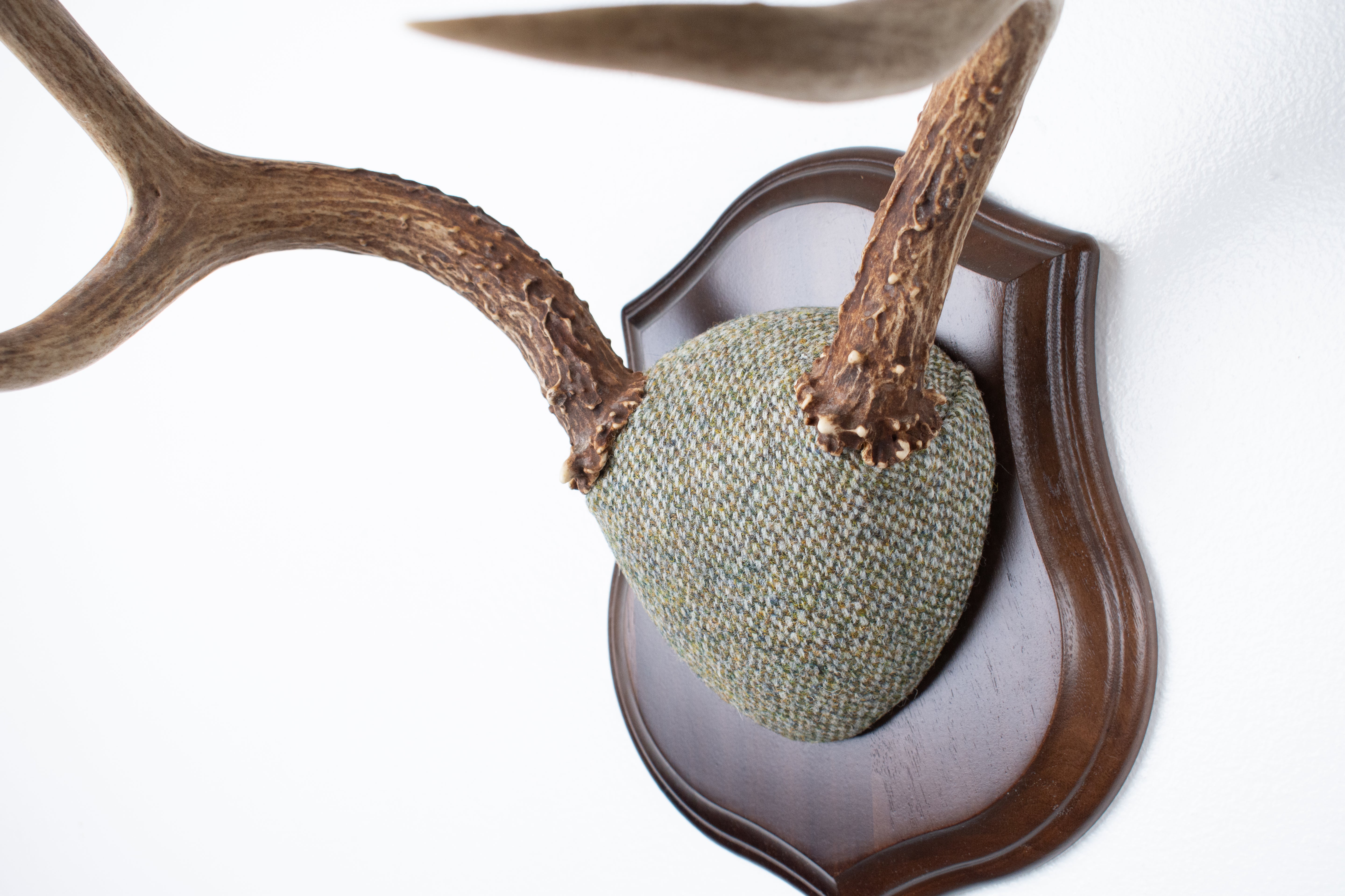 Mule Deer Antler Mount | Green & Beige Barleycorn | 53